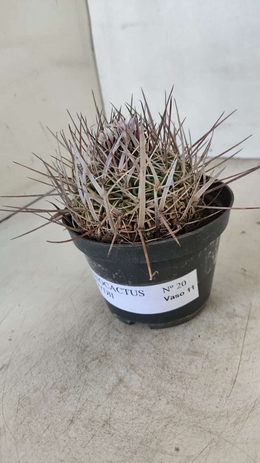 STENOCACTUS LLOYDII Nº 20 – vaso 11