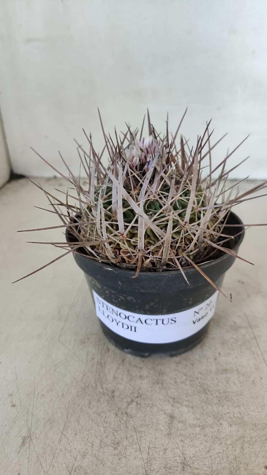 STENOCACTUS LLOYDII Nº 20 – vaso 11