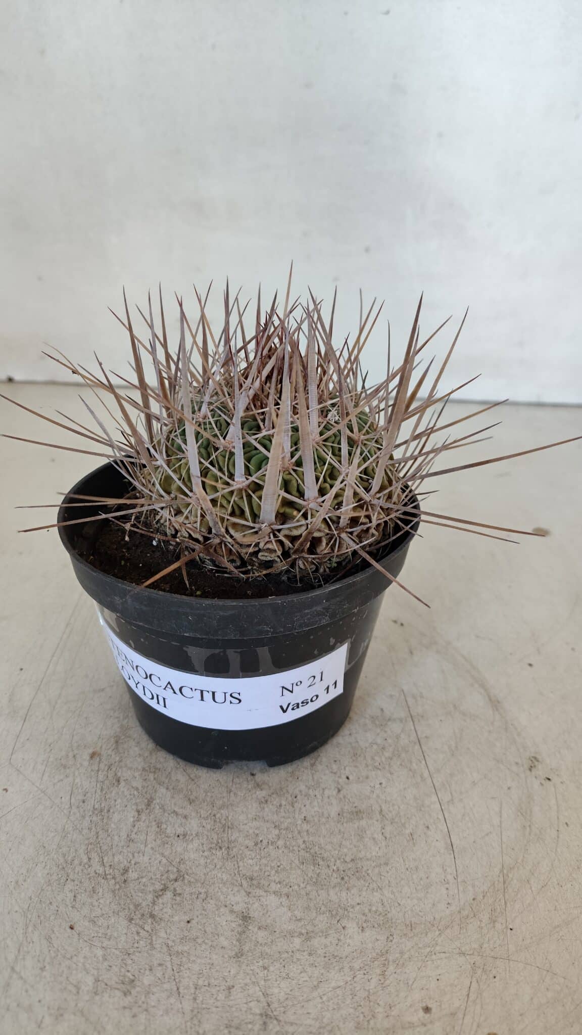 STENOCACTUS LLOYDII Nº 21 – vaso 11