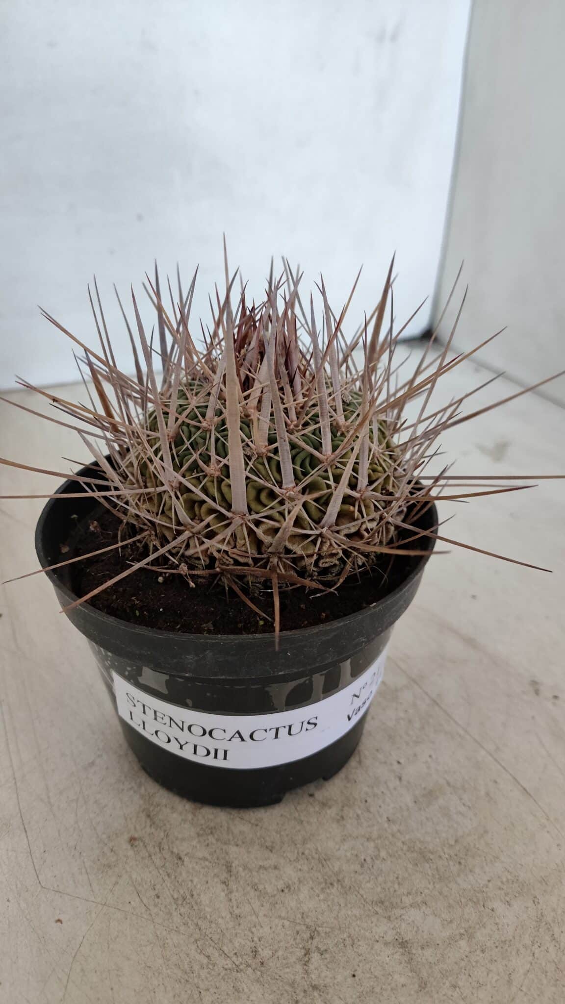 STENOCACTUS LLOYDII Nº 21 – vaso 11