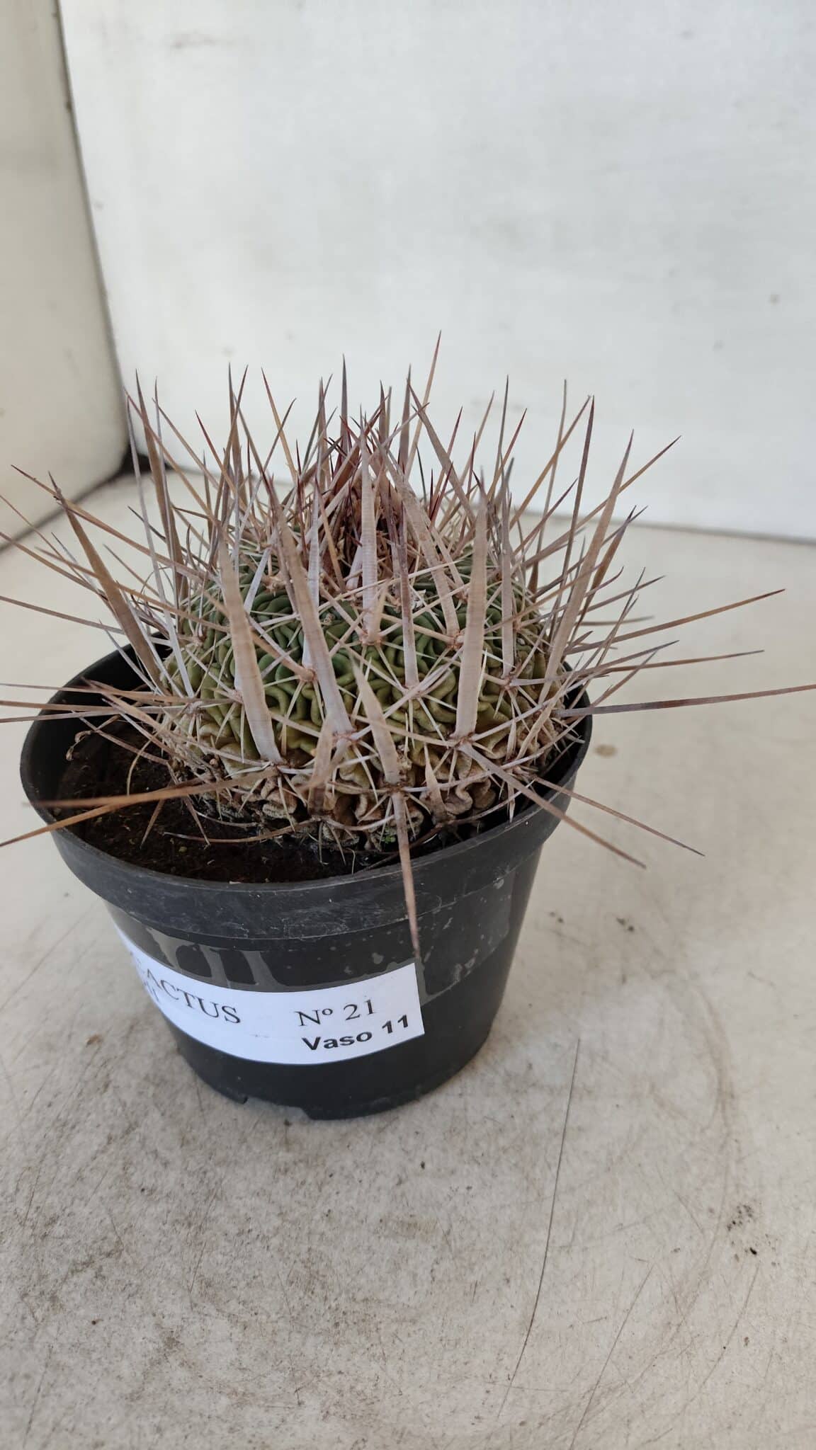 STENOCACTUS LLOYDII Nº 21 – vaso 11