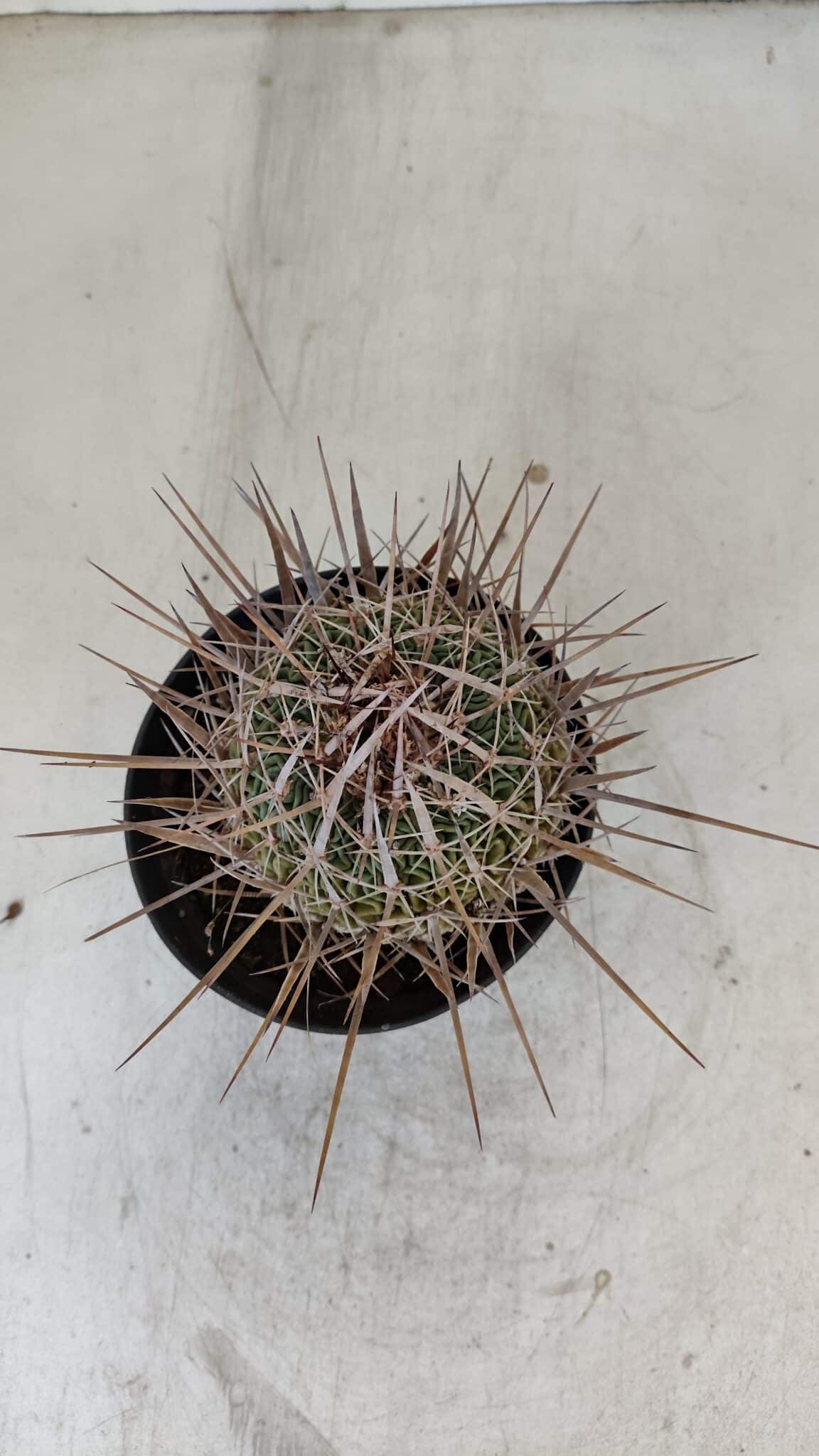 STENOCACTUS LLOYDII Nº 21 – vaso 11