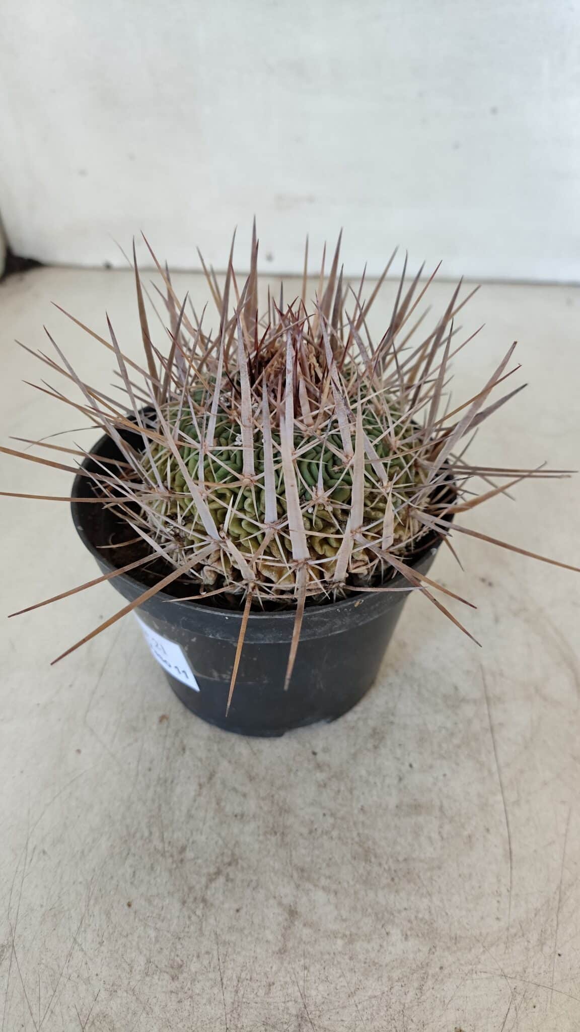 STENOCACTUS LLOYDII Nº 21 – vaso 11