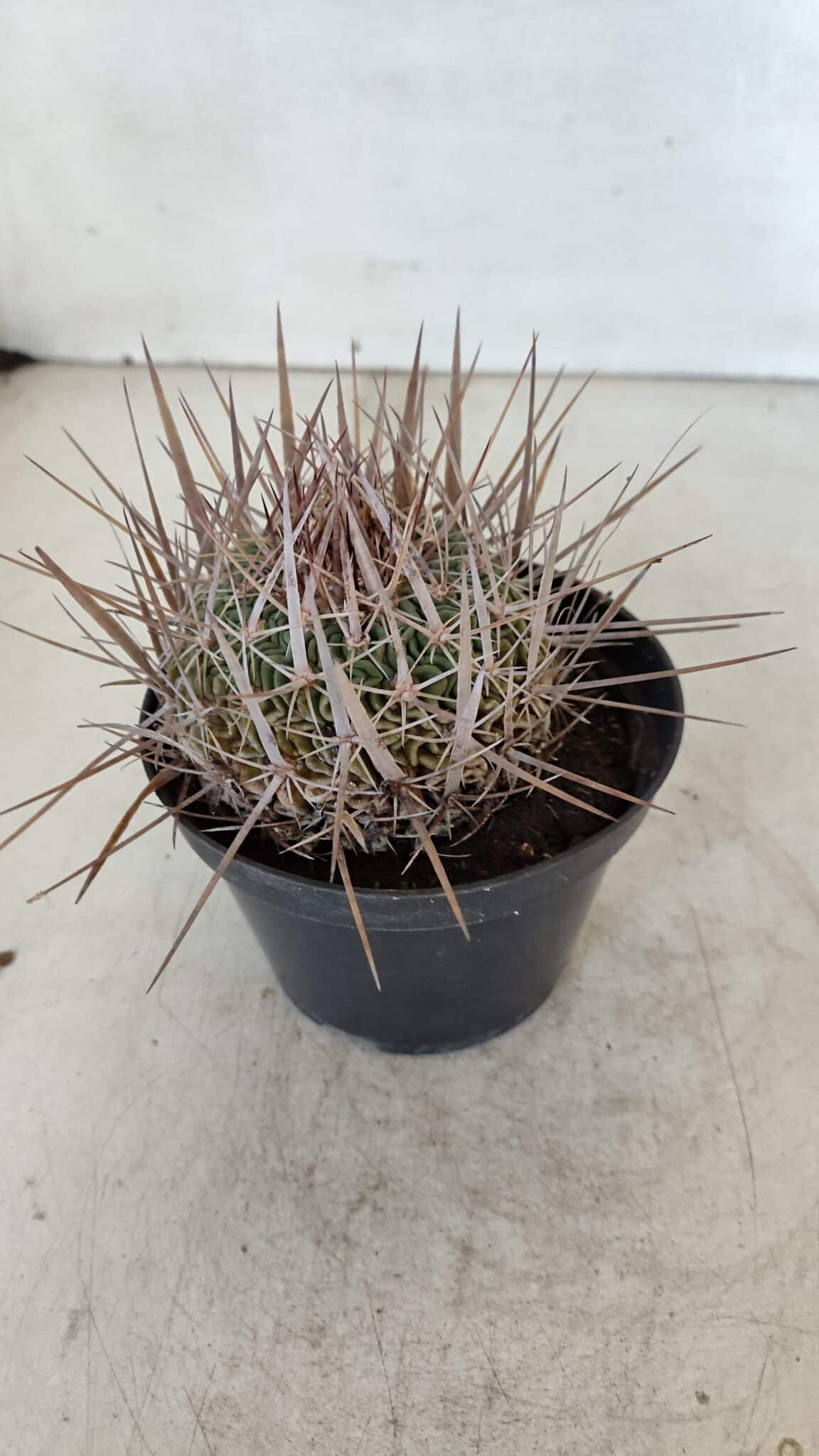 STENOCACTUS LLOYDII Nº 21 – vaso 11