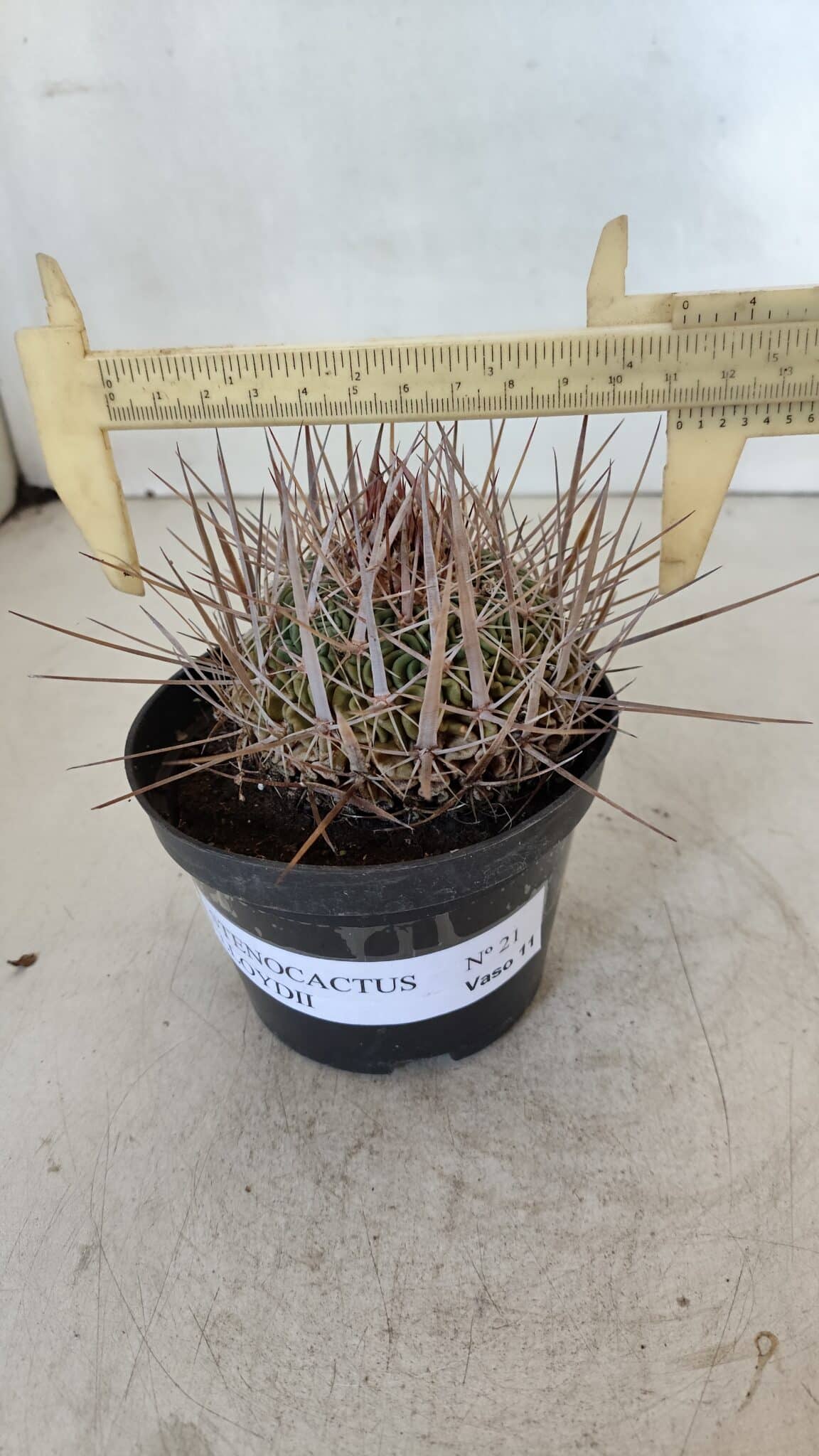 STENOCACTUS LLOYDII Nº 21 – vaso 11