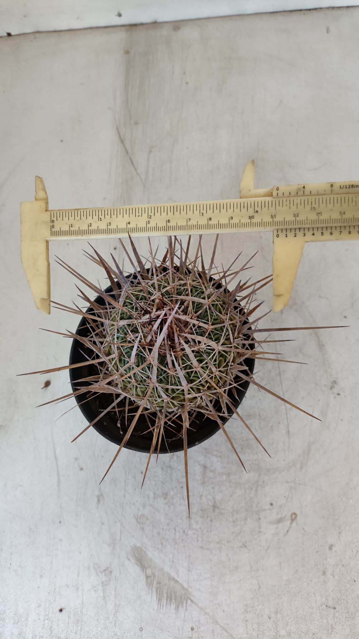 STENOCACTUS LLOYDII Nº 21 – vaso 11