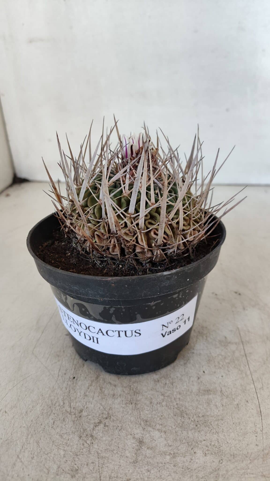 STENOCACTUS LLOYDII Nº 22 – vaso 11
