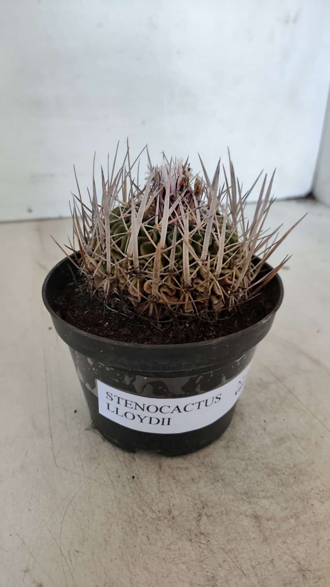 STENOCACTUS LLOYDII Nº 22 – vaso 11