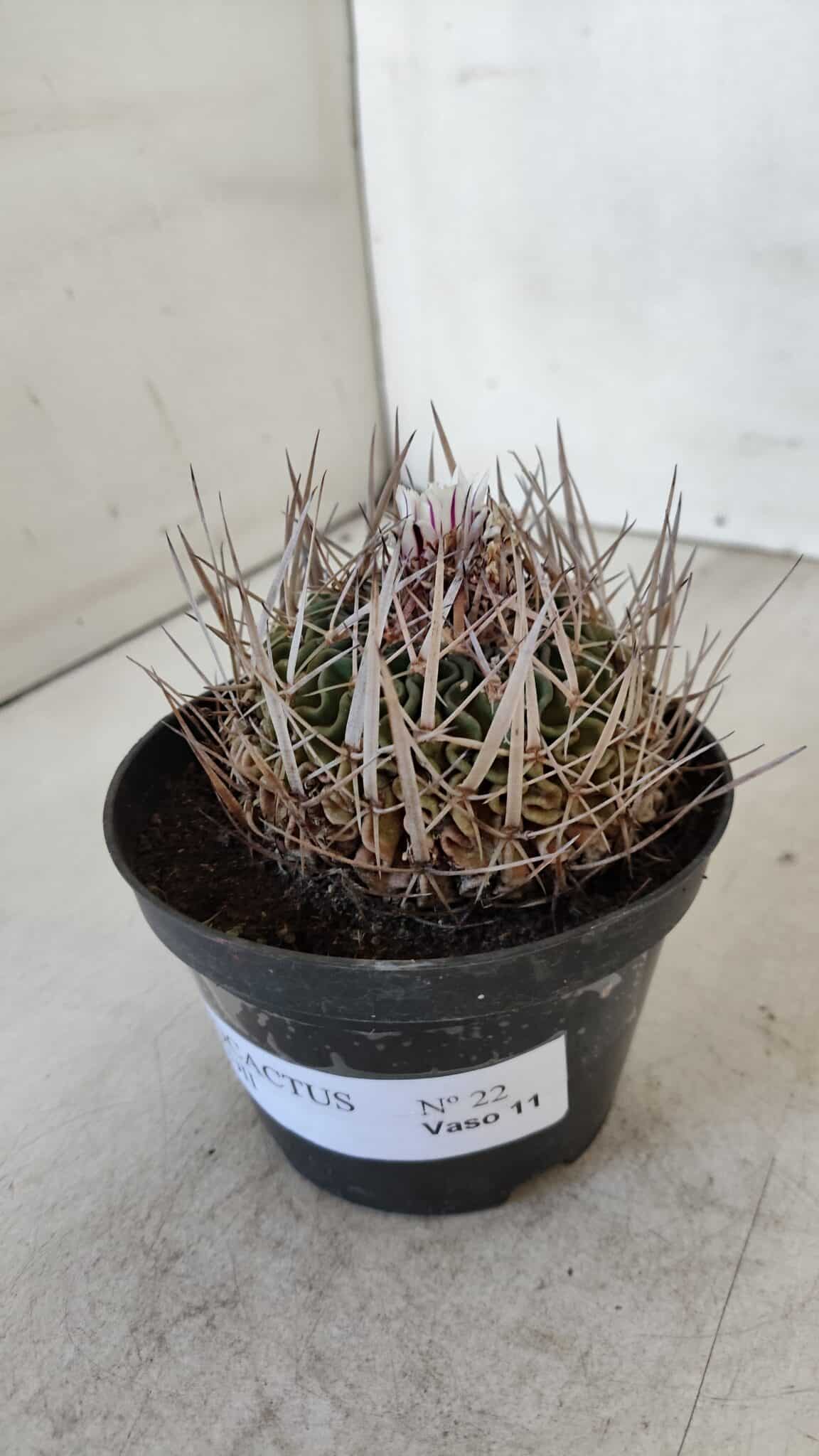 STENOCACTUS LLOYDII Nº 22 – vaso 11