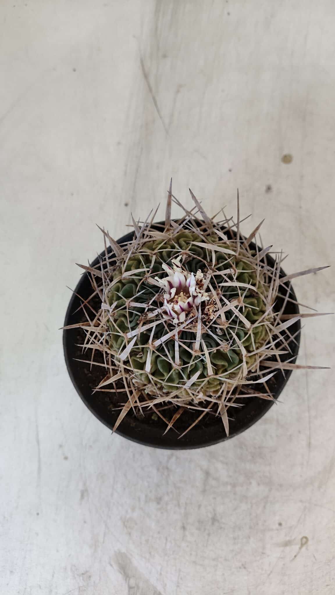 STENOCACTUS LLOYDII Nº 22 – vaso 11