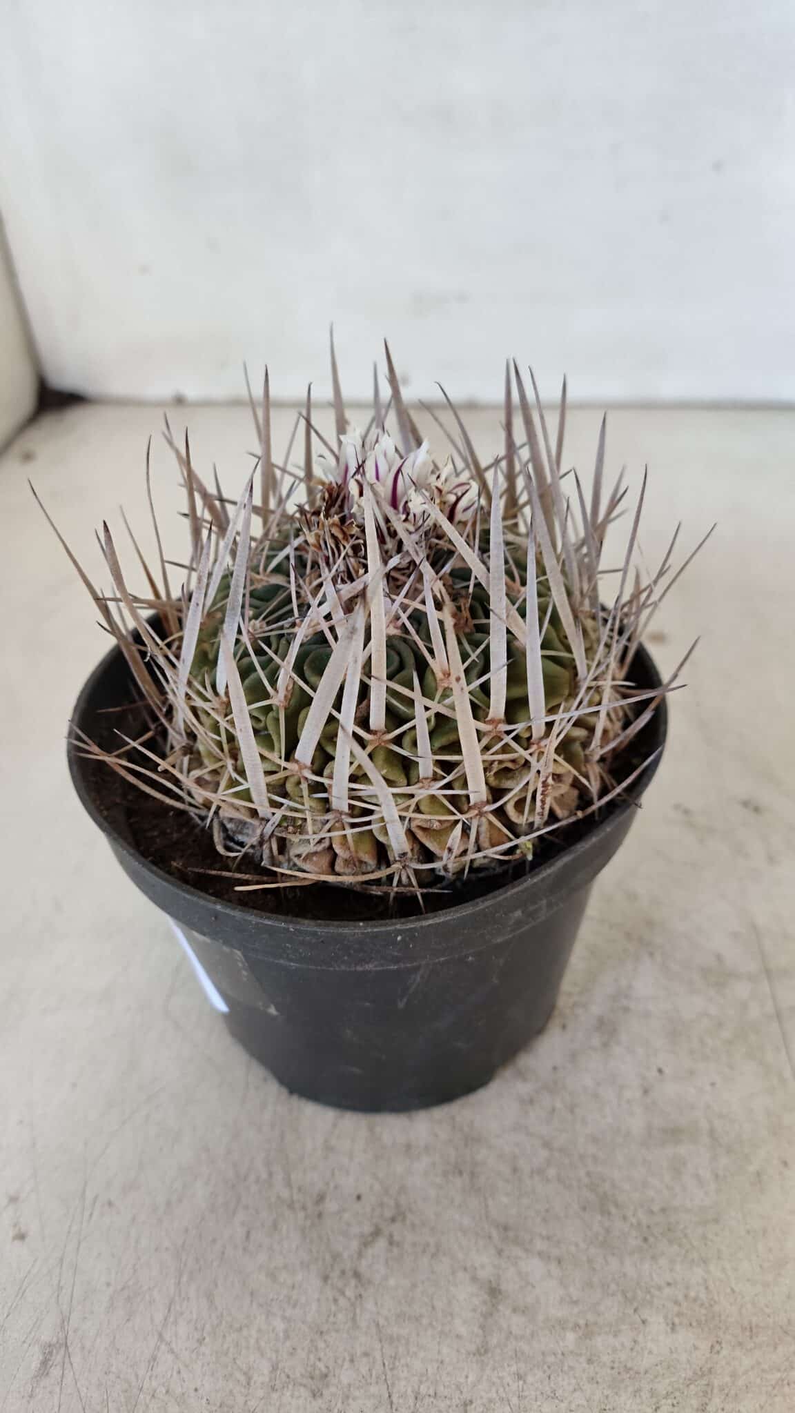 STENOCACTUS LLOYDII Nº 22 – vaso 11