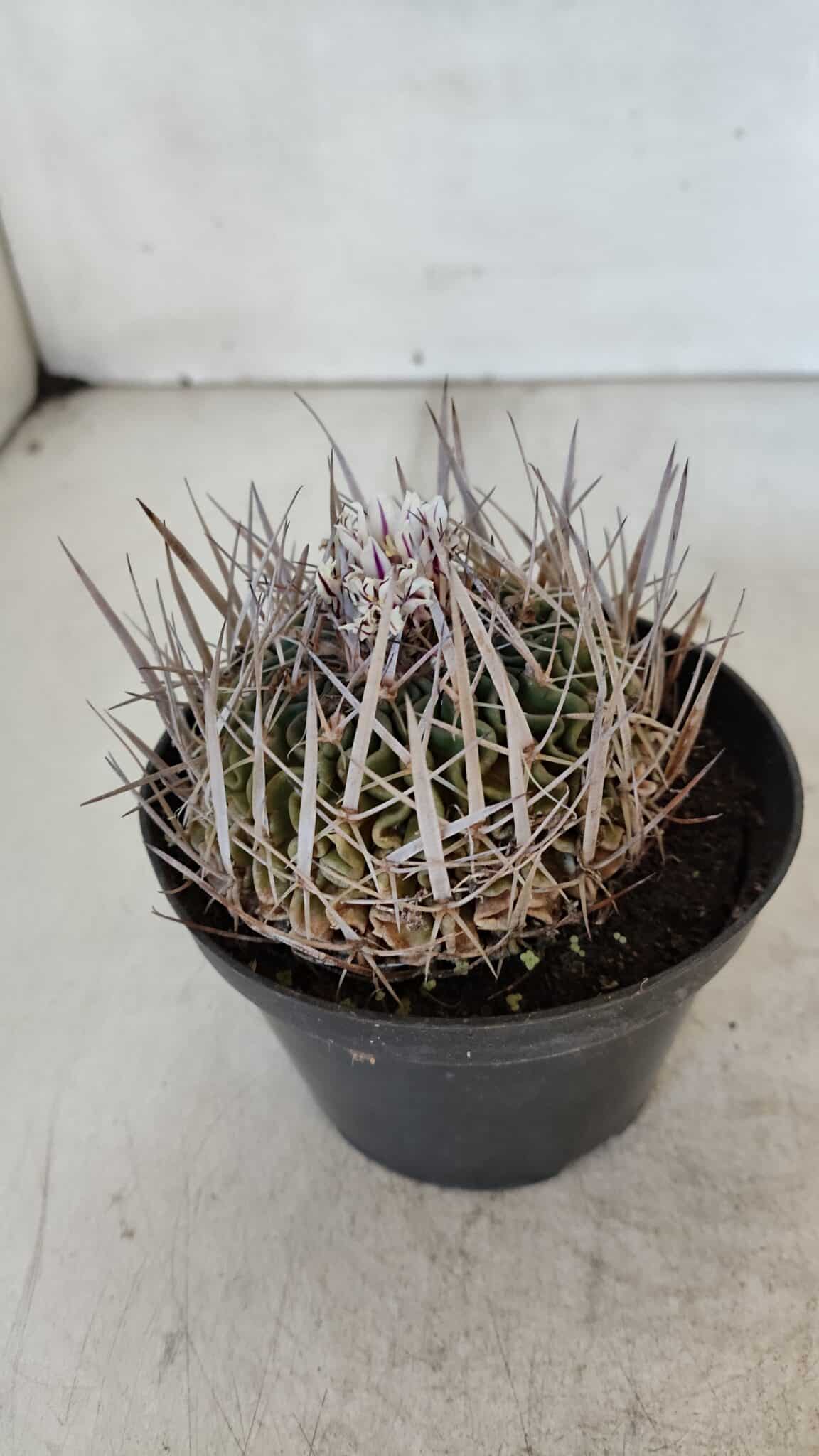 STENOCACTUS LLOYDII Nº 22 – vaso 11