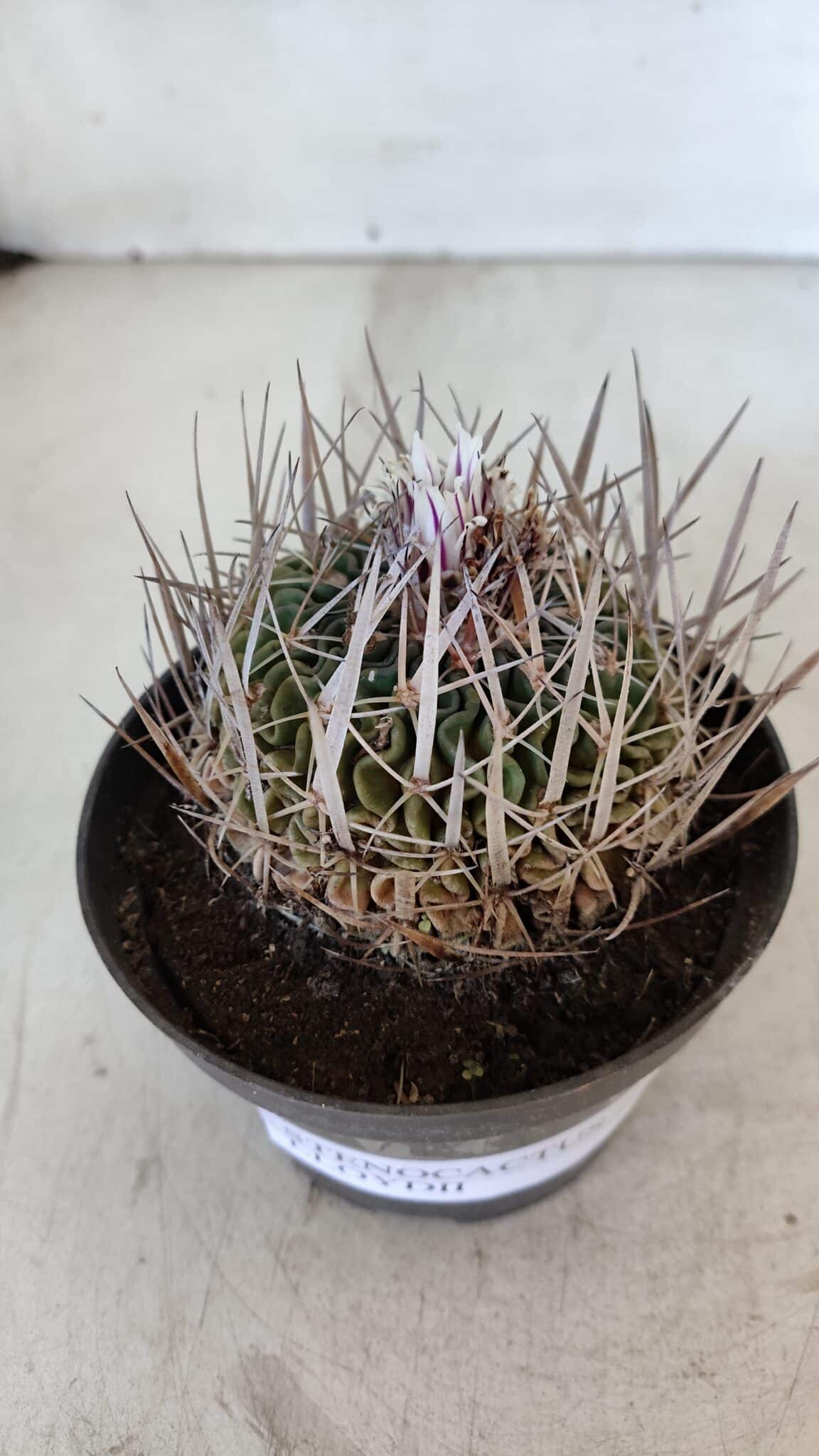 STENOCACTUS LLOYDII Nº 22 – vaso 11