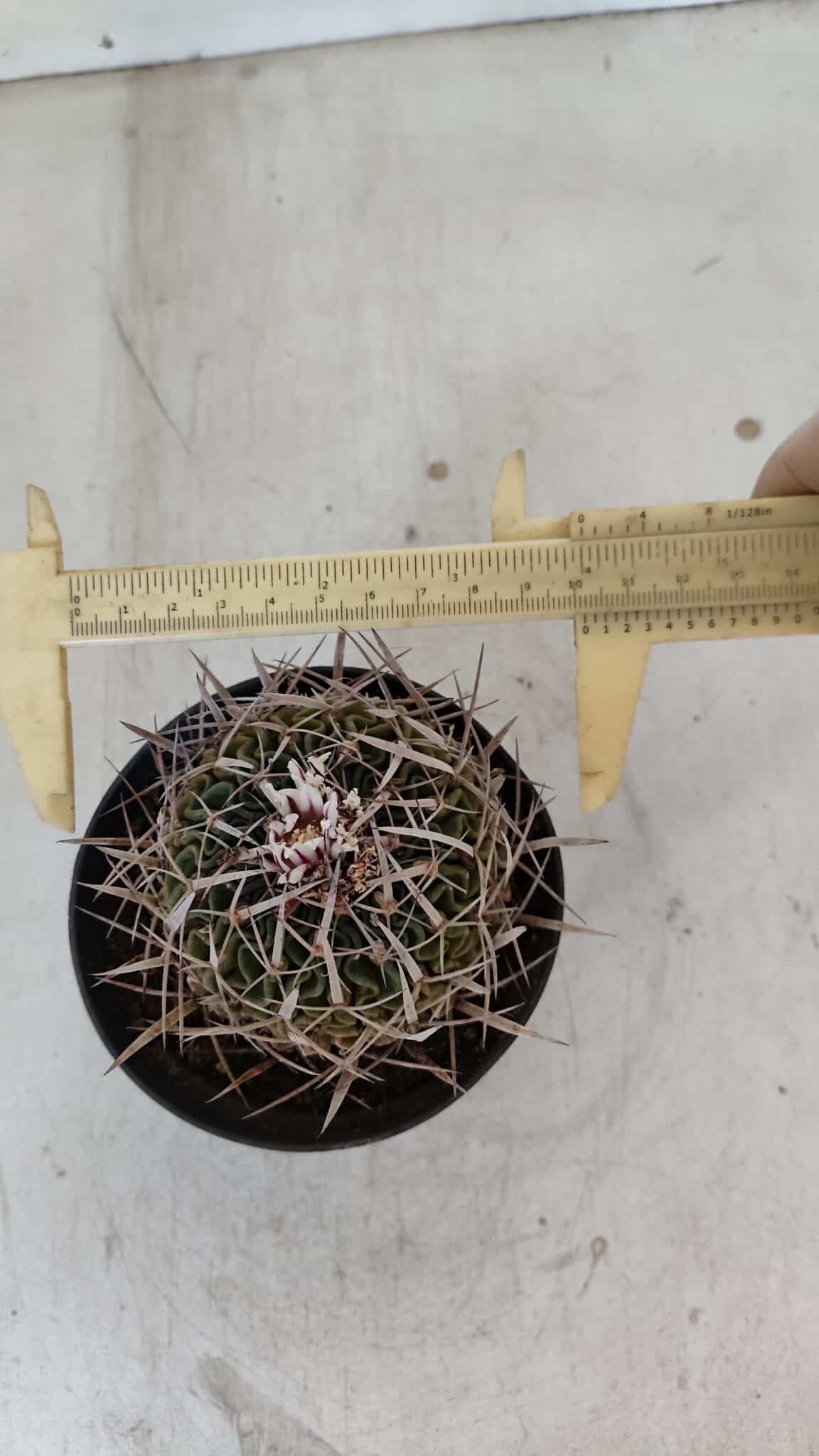 STENOCACTUS LLOYDII Nº 22 – vaso 11