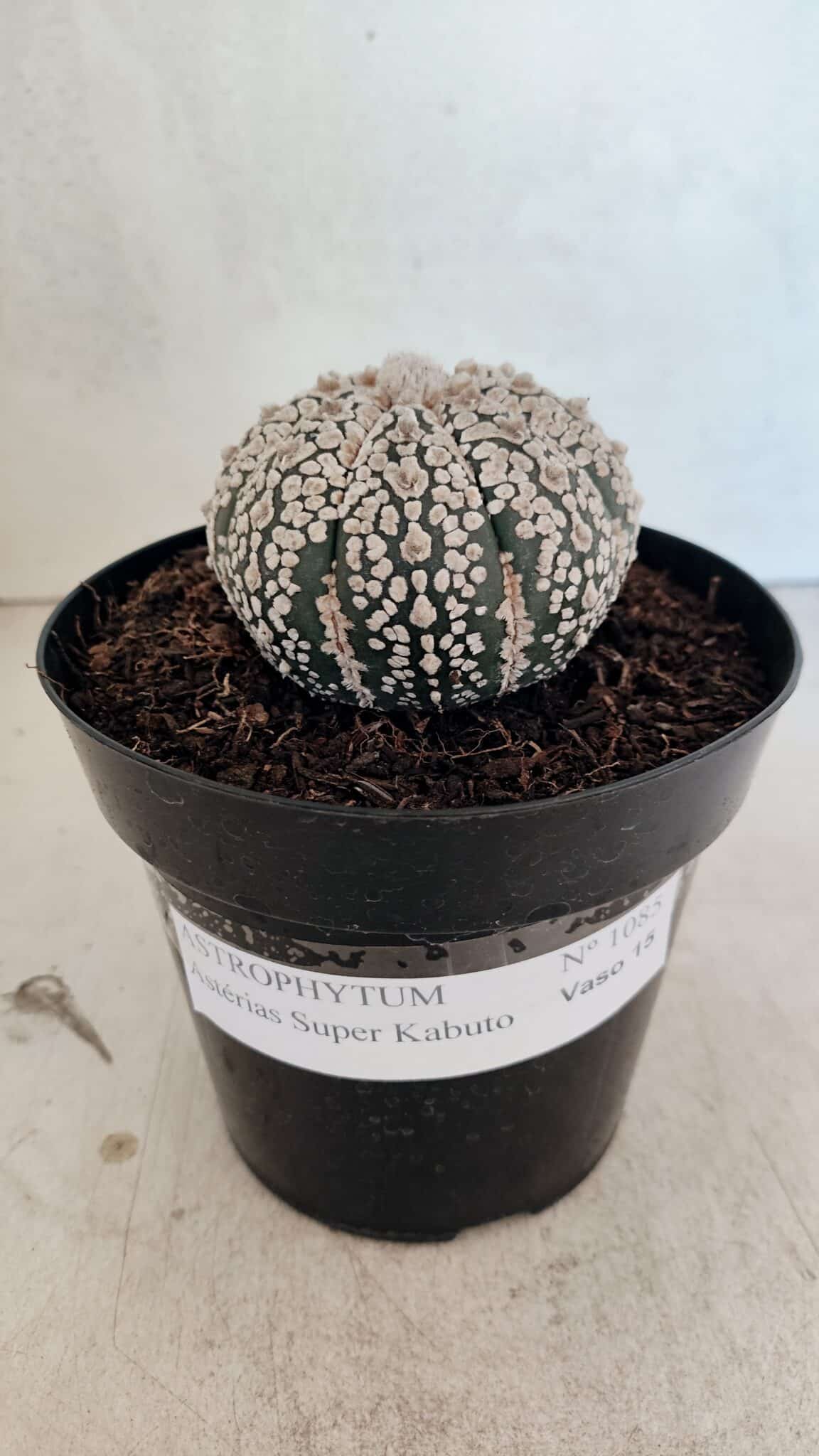 ASTROPHYTUM ASTERIAS SUPER KABUTO  Nº 1085 - vaso 15 - foto 2