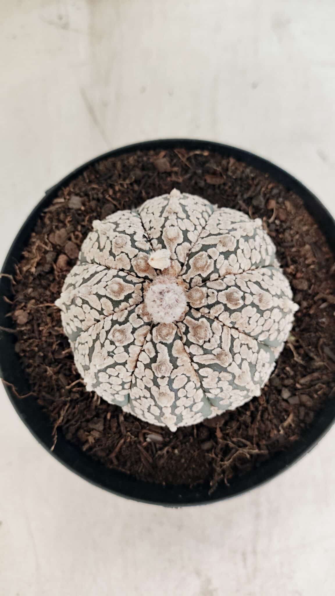 ASTROPHYTUM ASTERIAS SUPER KABUTO  Nº 1085 - vaso 15 - foto 3