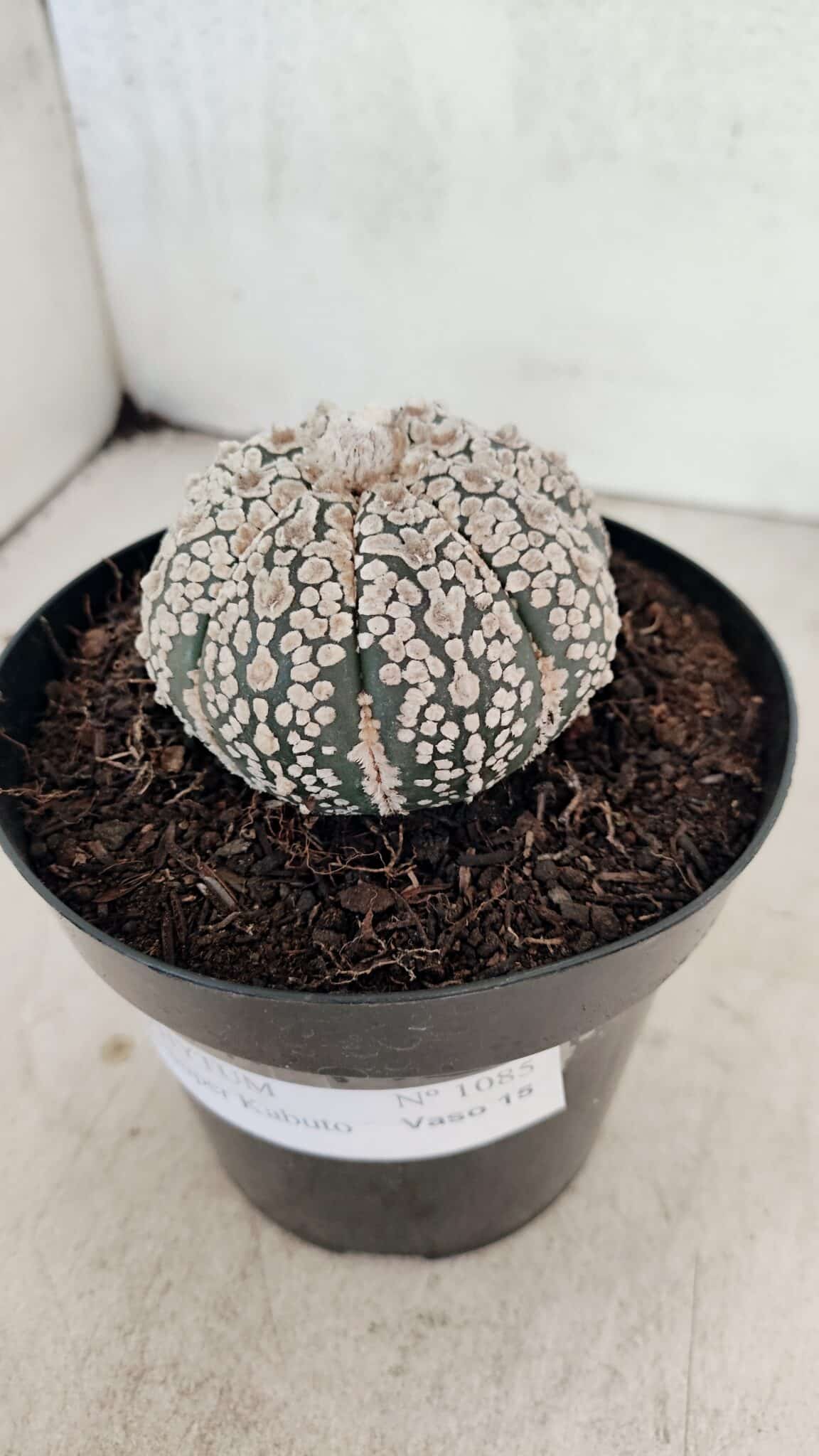 ASTROPHYTUM ASTERIAS SUPER KABUTO  Nº 1085 - vaso 15 - foto 9