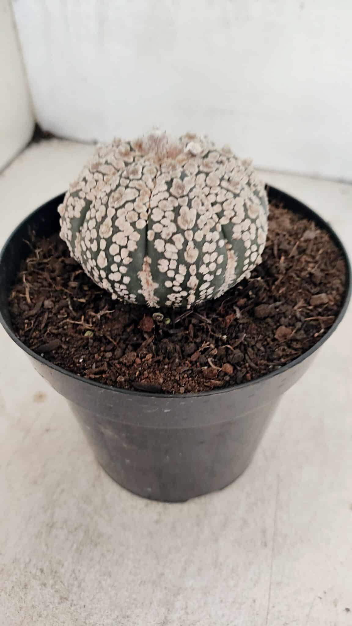 ASTROPHYTUM ASTERIAS SUPER KABUTO  Nº 1085 - vaso 15 - foto 8