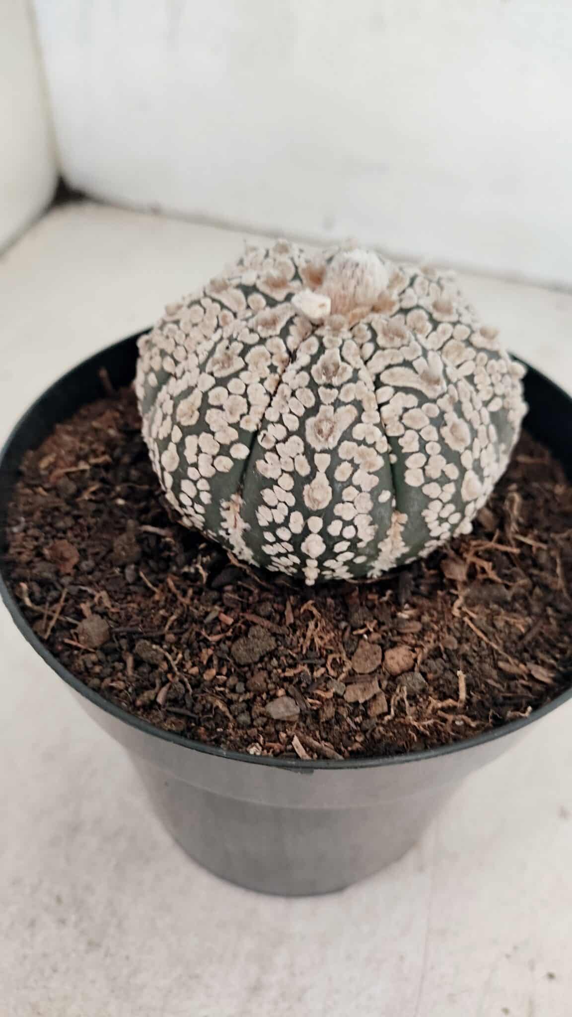 ASTROPHYTUM ASTERIAS SUPER KABUTO  Nº 1085 - vaso 15 - foto 7
