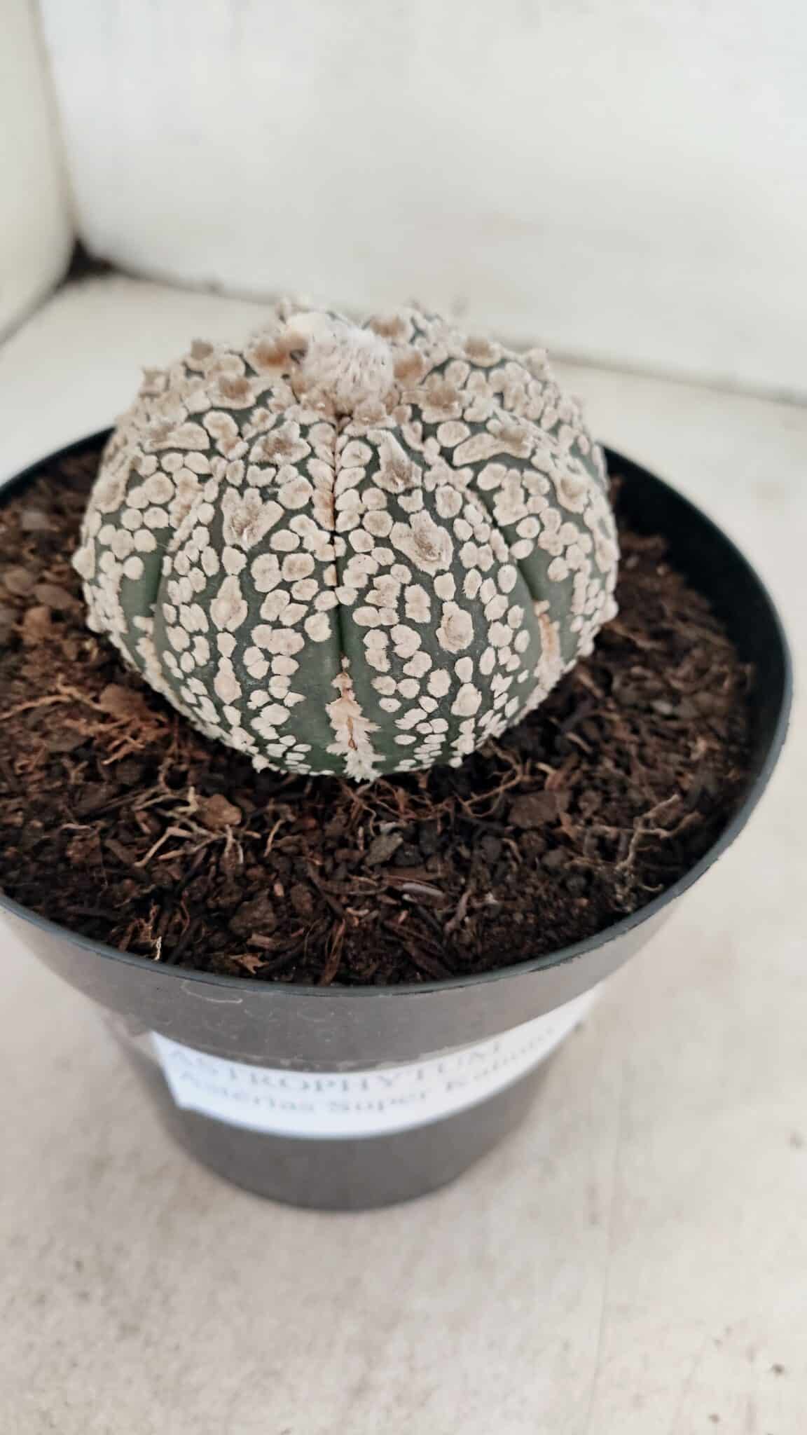 ASTROPHYTUM ASTERIAS SUPER KABUTO  Nº 1085 - vaso 15 - foto 6