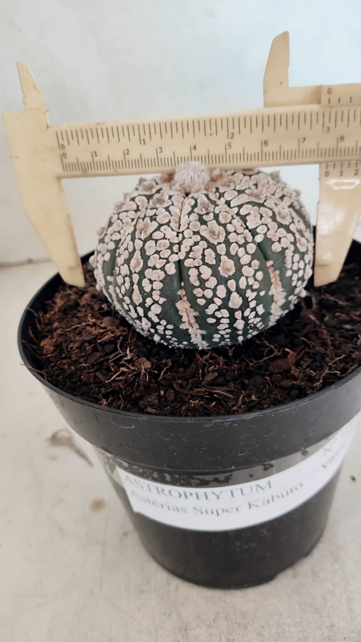 ASTROPHYTUM ASTERIAS SUPER KABUTO  Nº 1085 - vaso 15 - foto 4