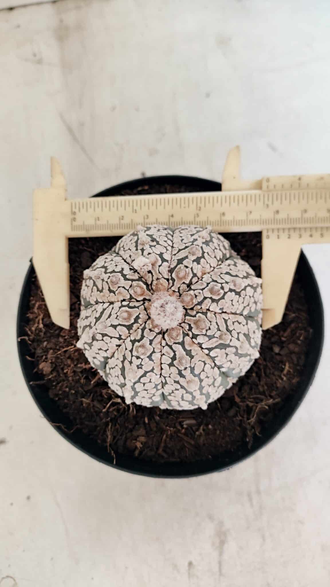ASTROPHYTUM ASTERIAS SUPER KABUTO  Nº 1085 - vaso 15 - foto 5