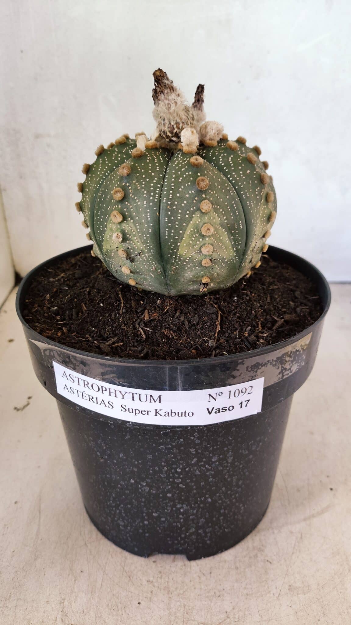 MATRIZ ASTROPHYTUM ASTERIAS SUPER KABUTO Nº 1092 – vaso 17 - foto 2