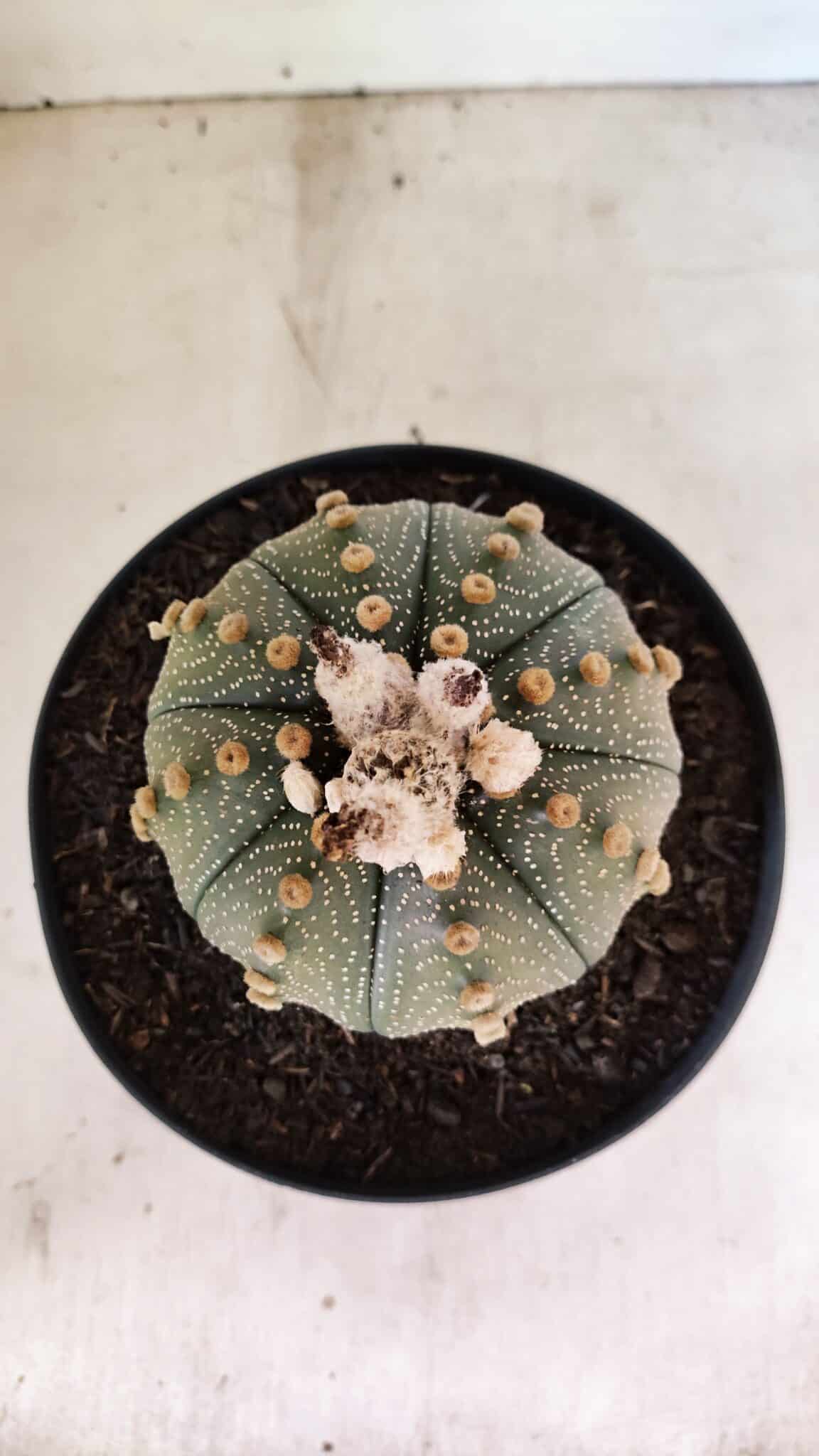 MATRIZ ASTROPHYTUM ASTERIAS SUPER KABUTO Nº 1092 – vaso 17 - foto 3