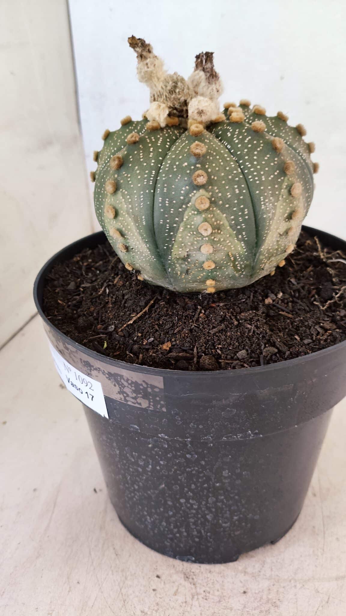 MATRIZ ASTROPHYTUM ASTERIAS SUPER KABUTO Nº 1092 – vaso 17 - foto 6