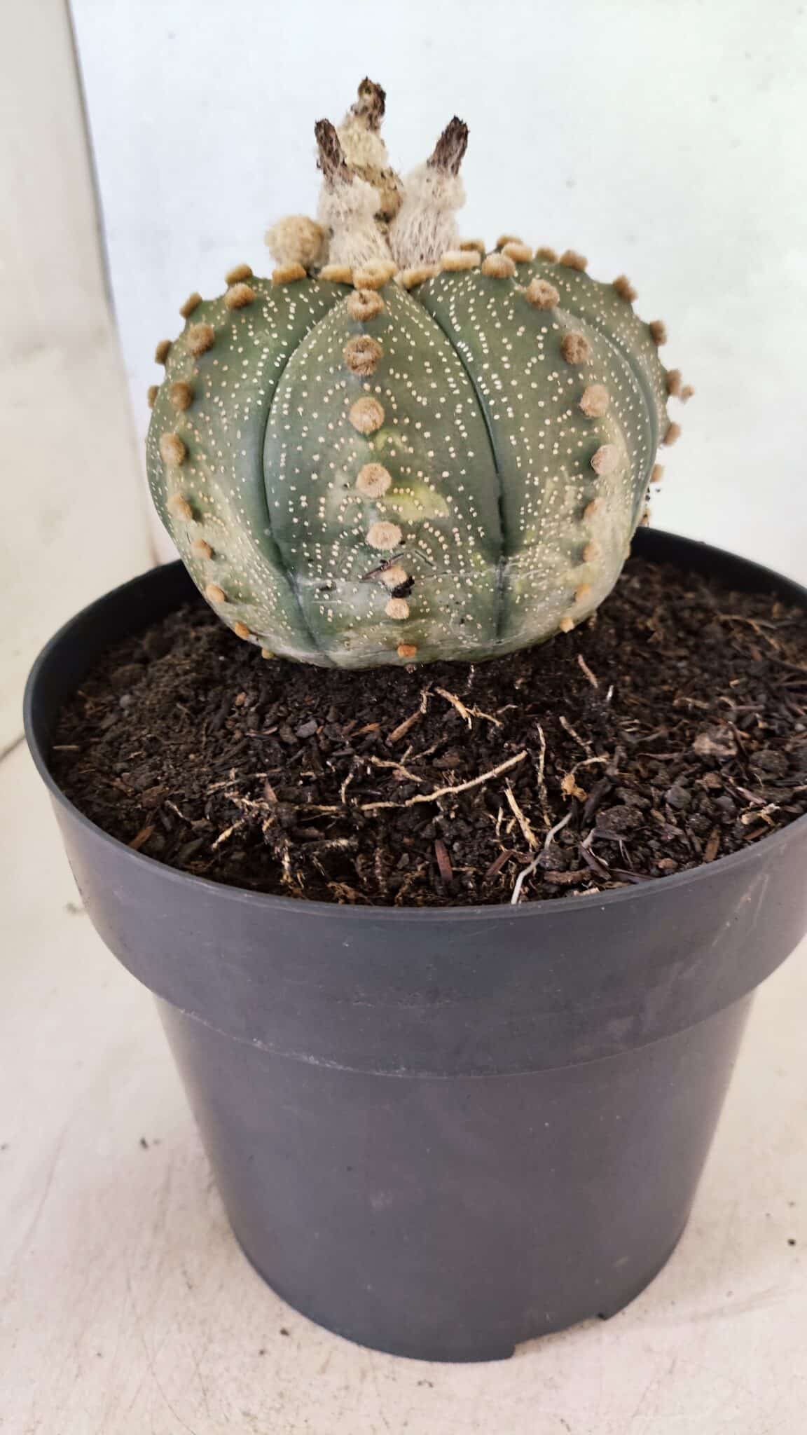 MATRIZ ASTROPHYTUM ASTERIAS SUPER KABUTO Nº 1092 – vaso 17 - foto 9