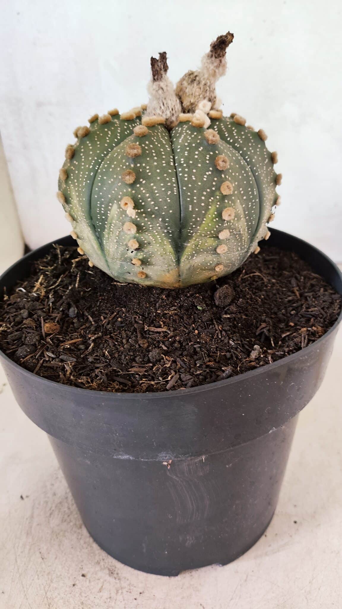 MATRIZ ASTROPHYTUM ASTERIAS SUPER KABUTO Nº 1092 – vaso 17 - foto 8