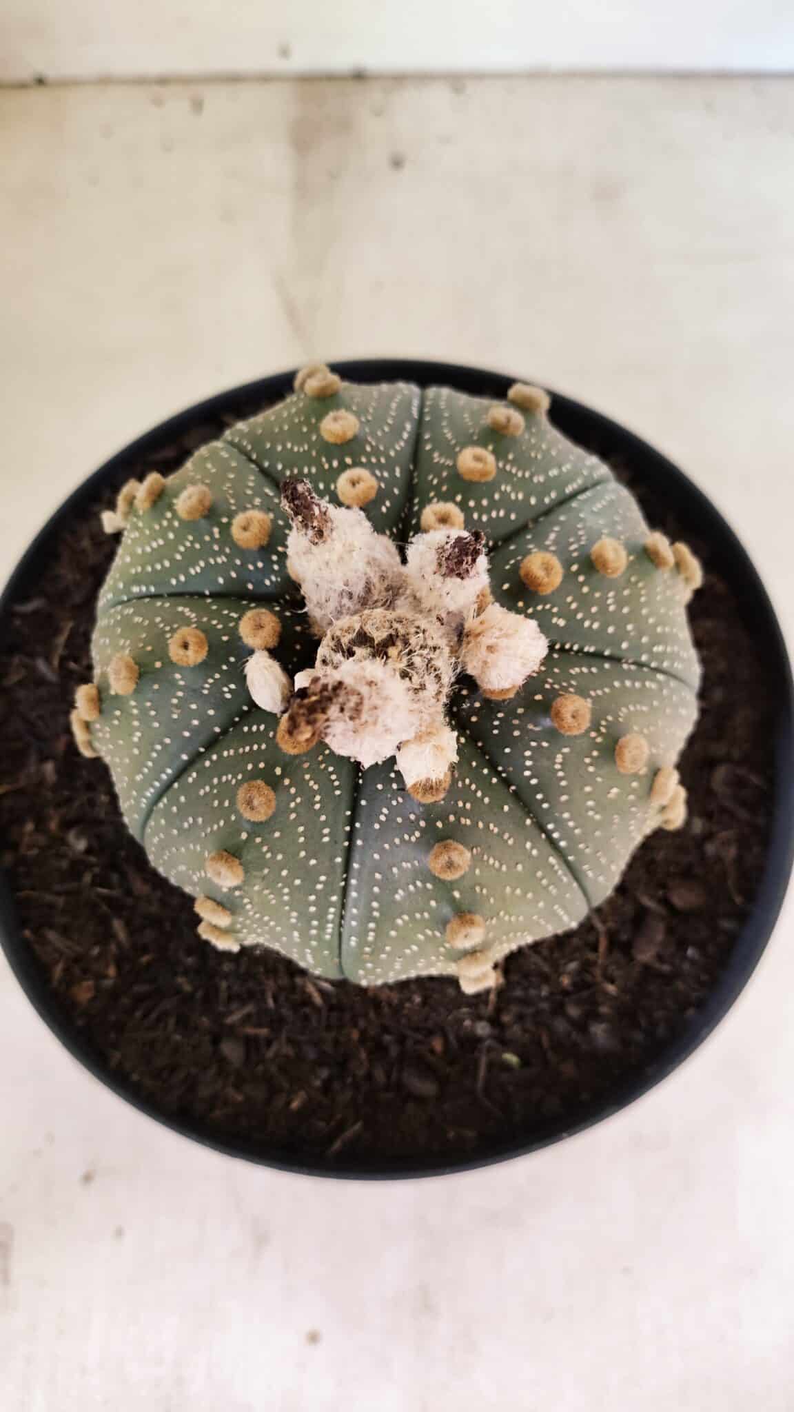 MATRIZ ASTROPHYTUM ASTERIAS SUPER KABUTO Nº 1092 – vaso 17 - foto 7