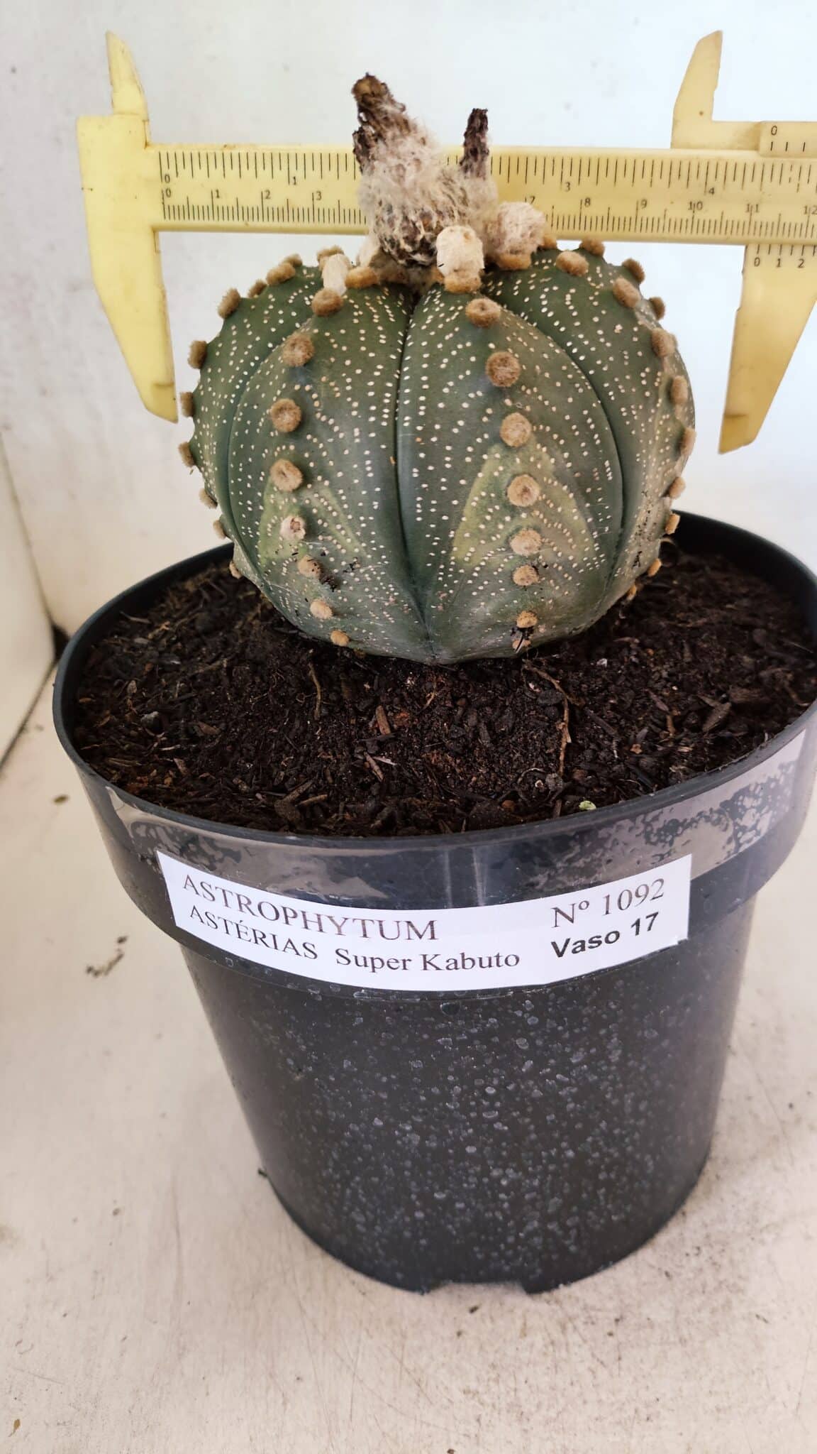 MATRIZ ASTROPHYTUM ASTERIAS SUPER KABUTO Nº 1092 – vaso 17 - foto 4