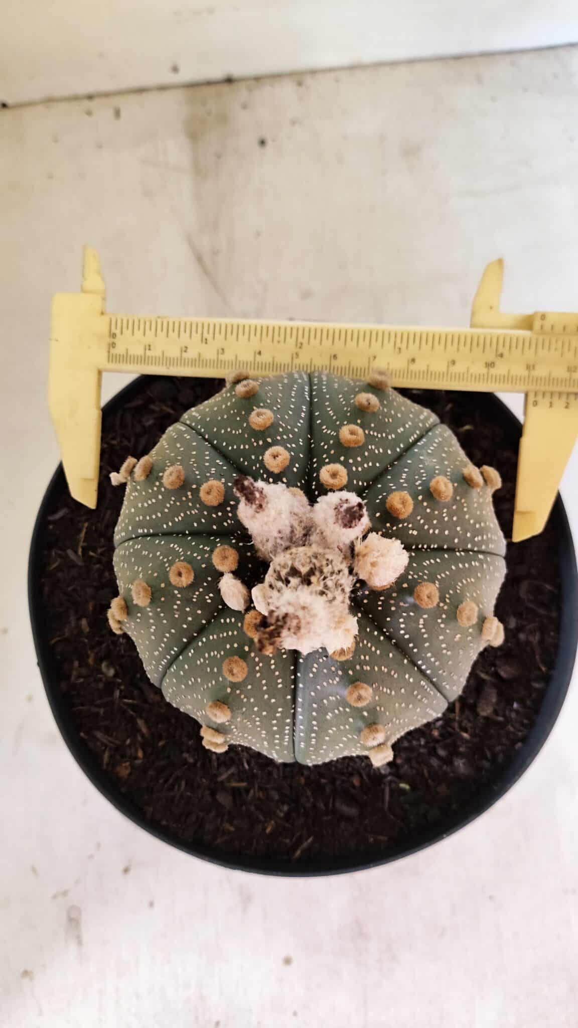 MATRIZ ASTROPHYTUM ASTERIAS SUPER KABUTO Nº 1092 – vaso 17 - foto 5