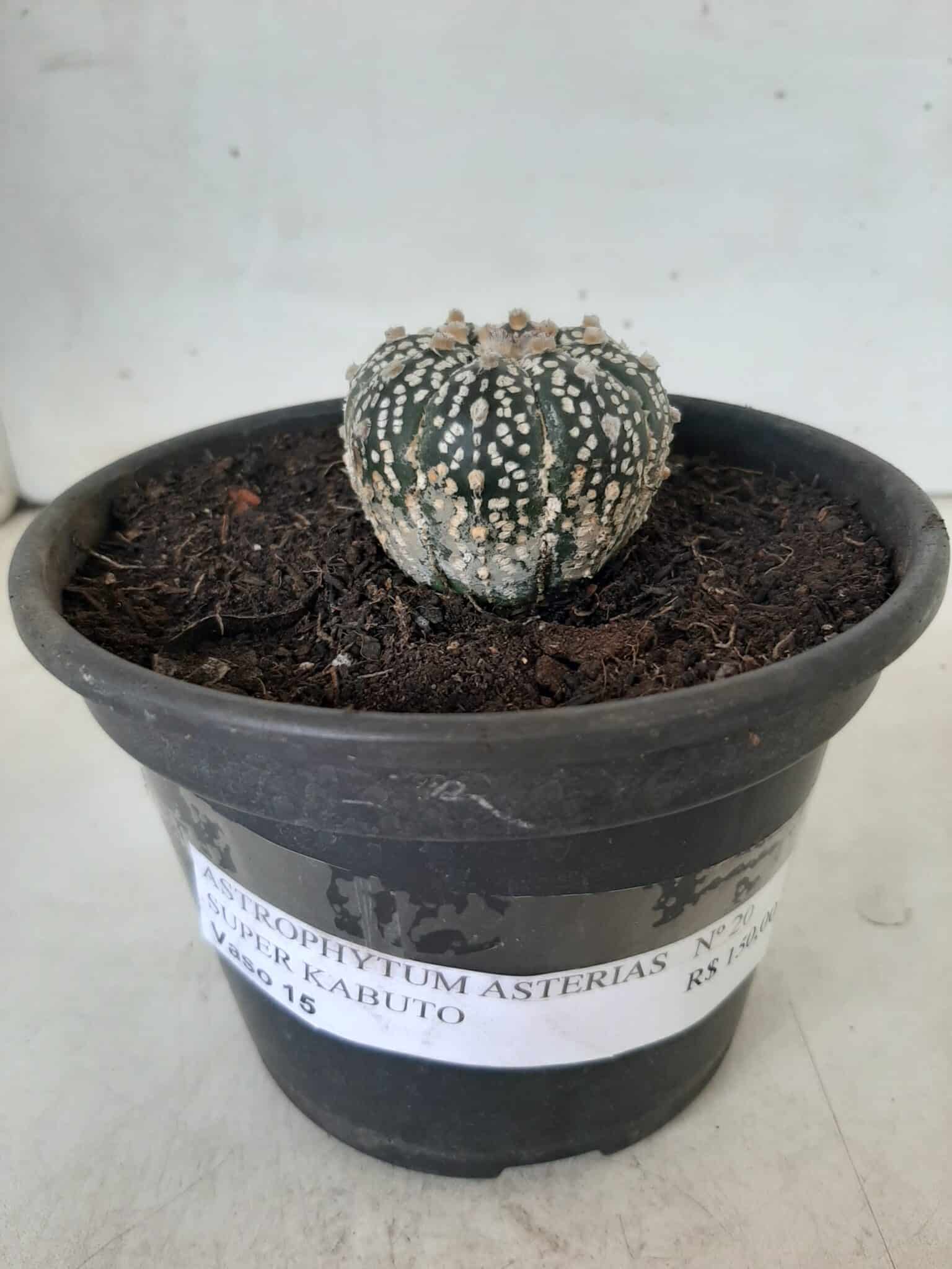 MATRIZ ASTROPHYTUM ASTERIAS SUPER KABUTO  Nº 20 - vaso 15