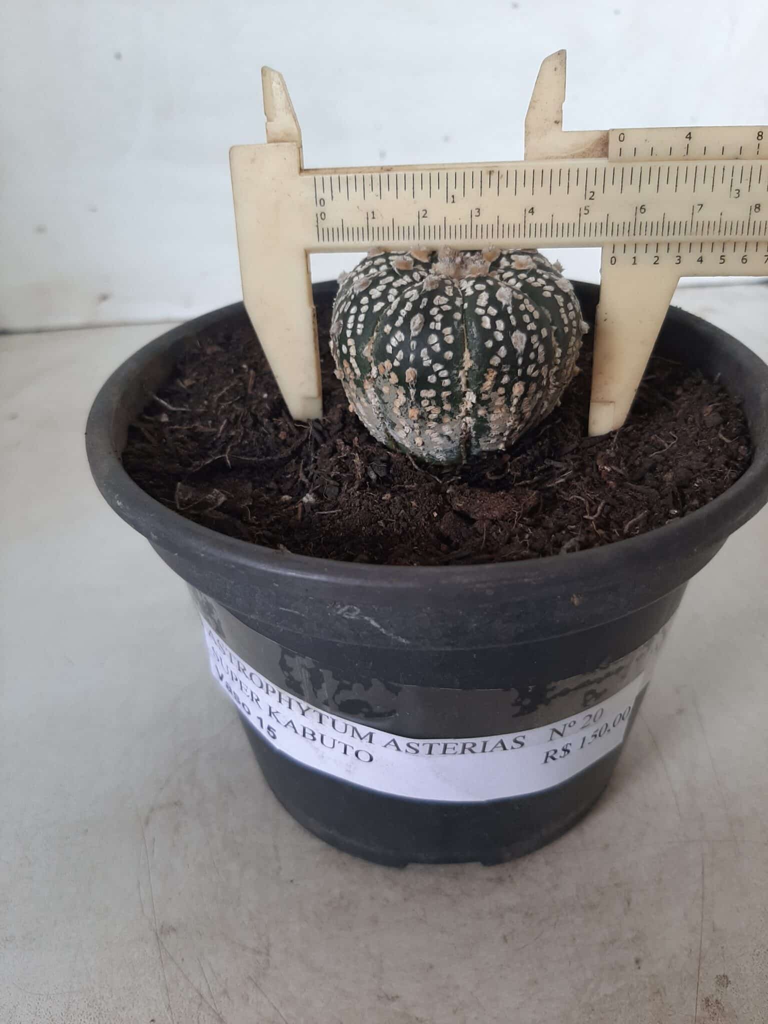 MATRIZ ASTROPHYTUM ASTERIAS SUPER KABUTO  Nº 20 - vaso 15