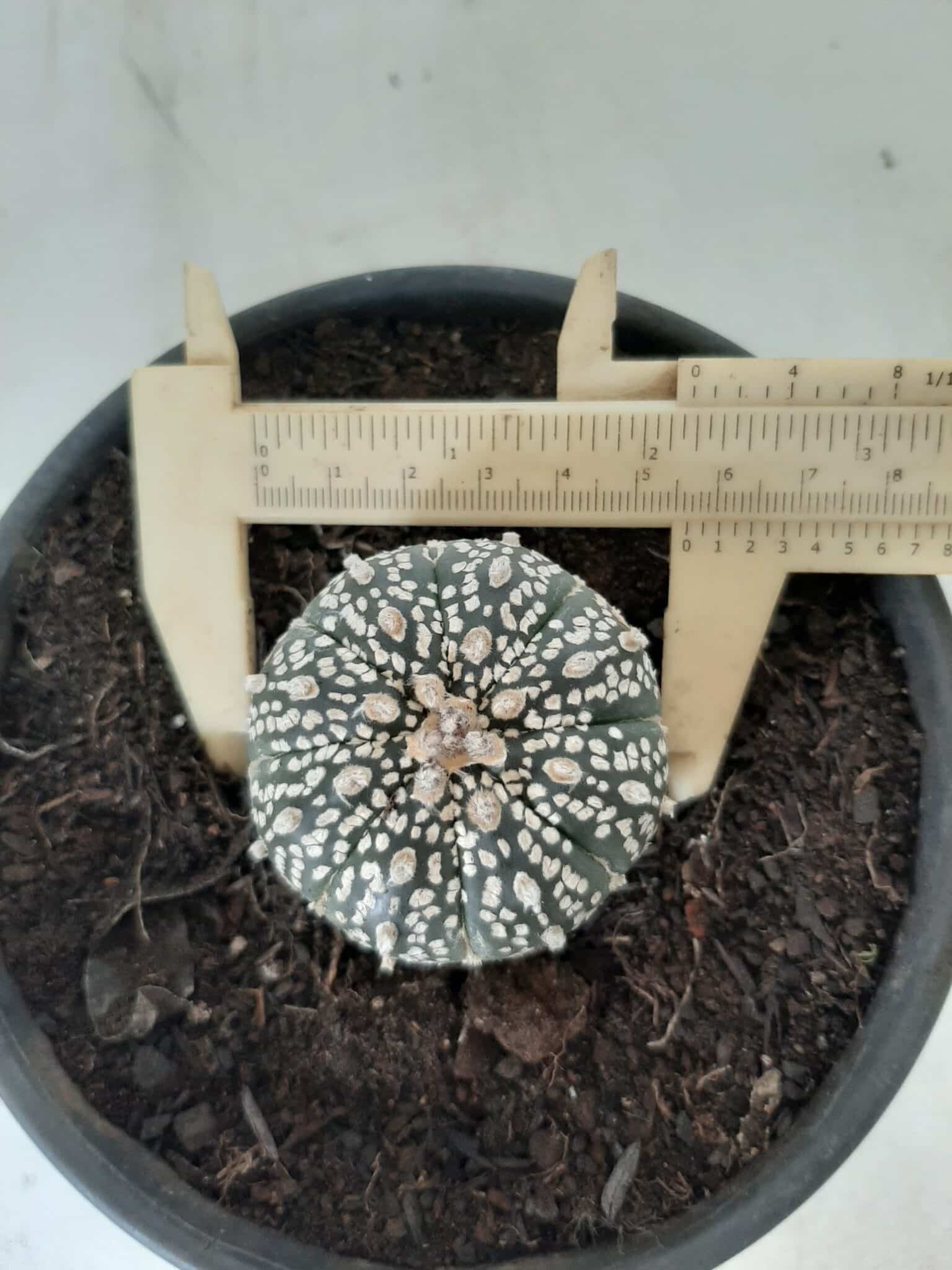 MATRIZ ASTROPHYTUM ASTERIAS SUPER KABUTO  Nº 20 - vaso 15
