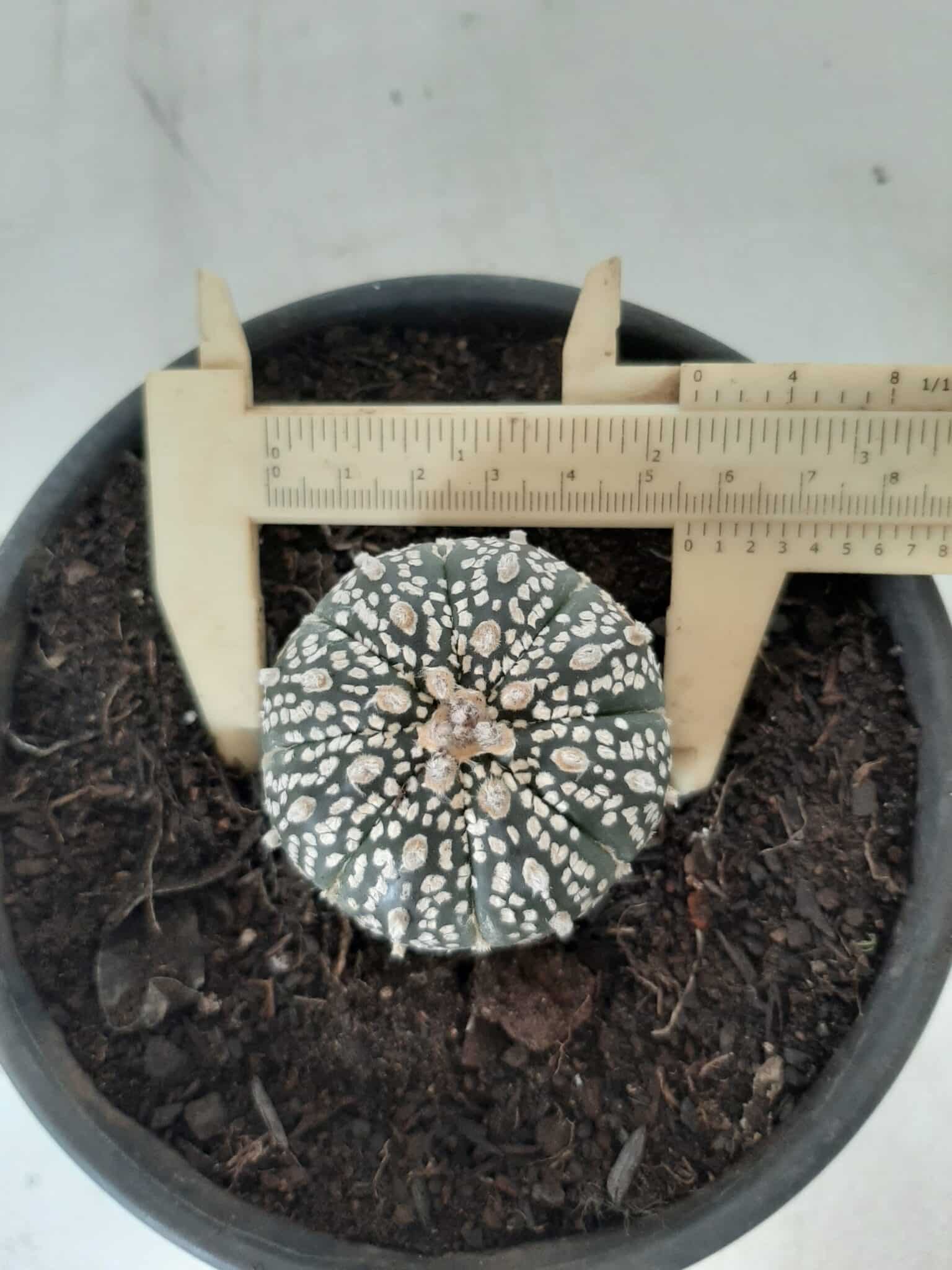 MATRIZ ASTROPHYTUM ASTERIAS SUPER KABUTO  Nº 20 - vaso 15