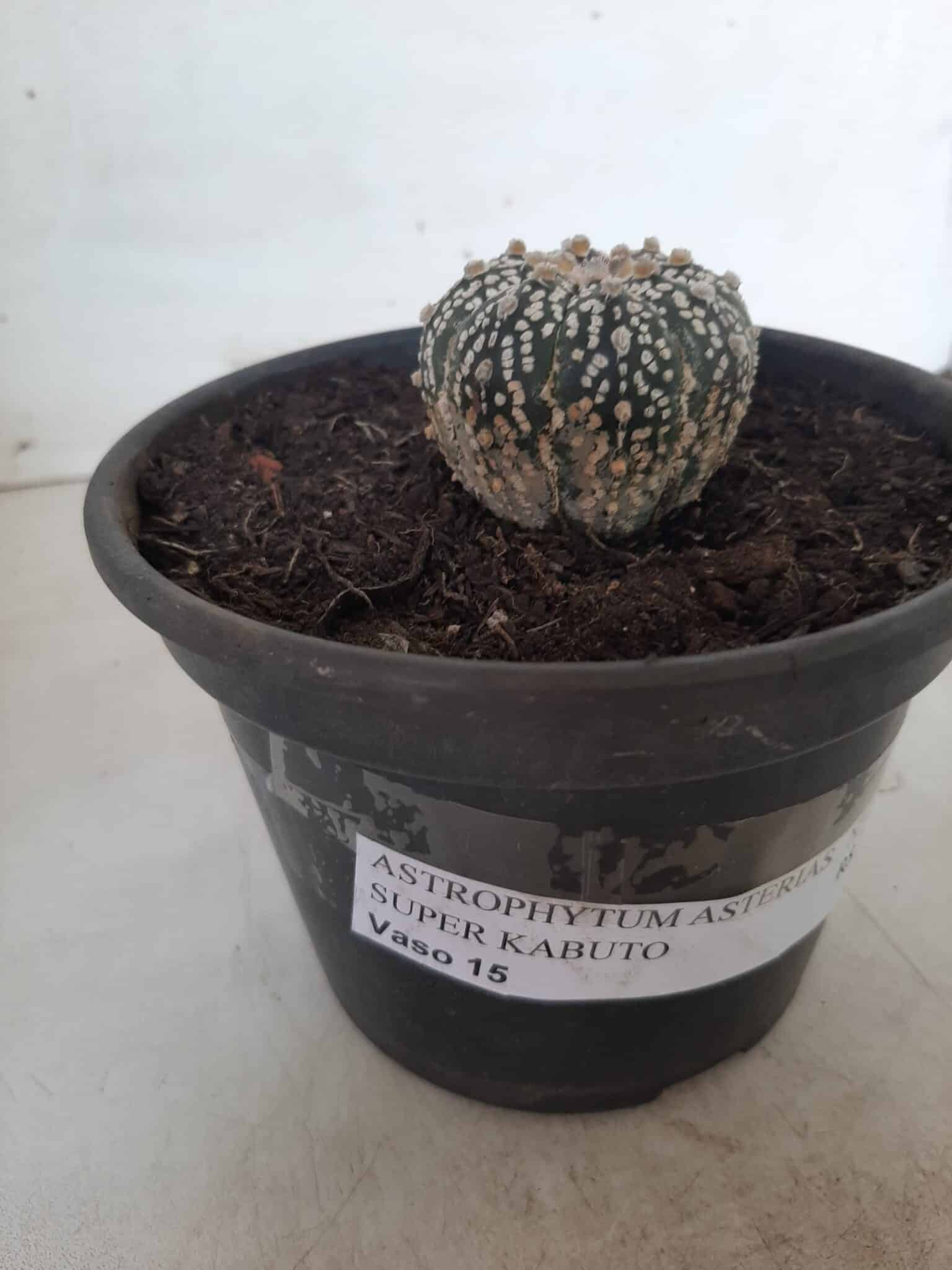 MATRIZ ASTROPHYTUM ASTERIAS SUPER KABUTO  Nº 20 - vaso 15