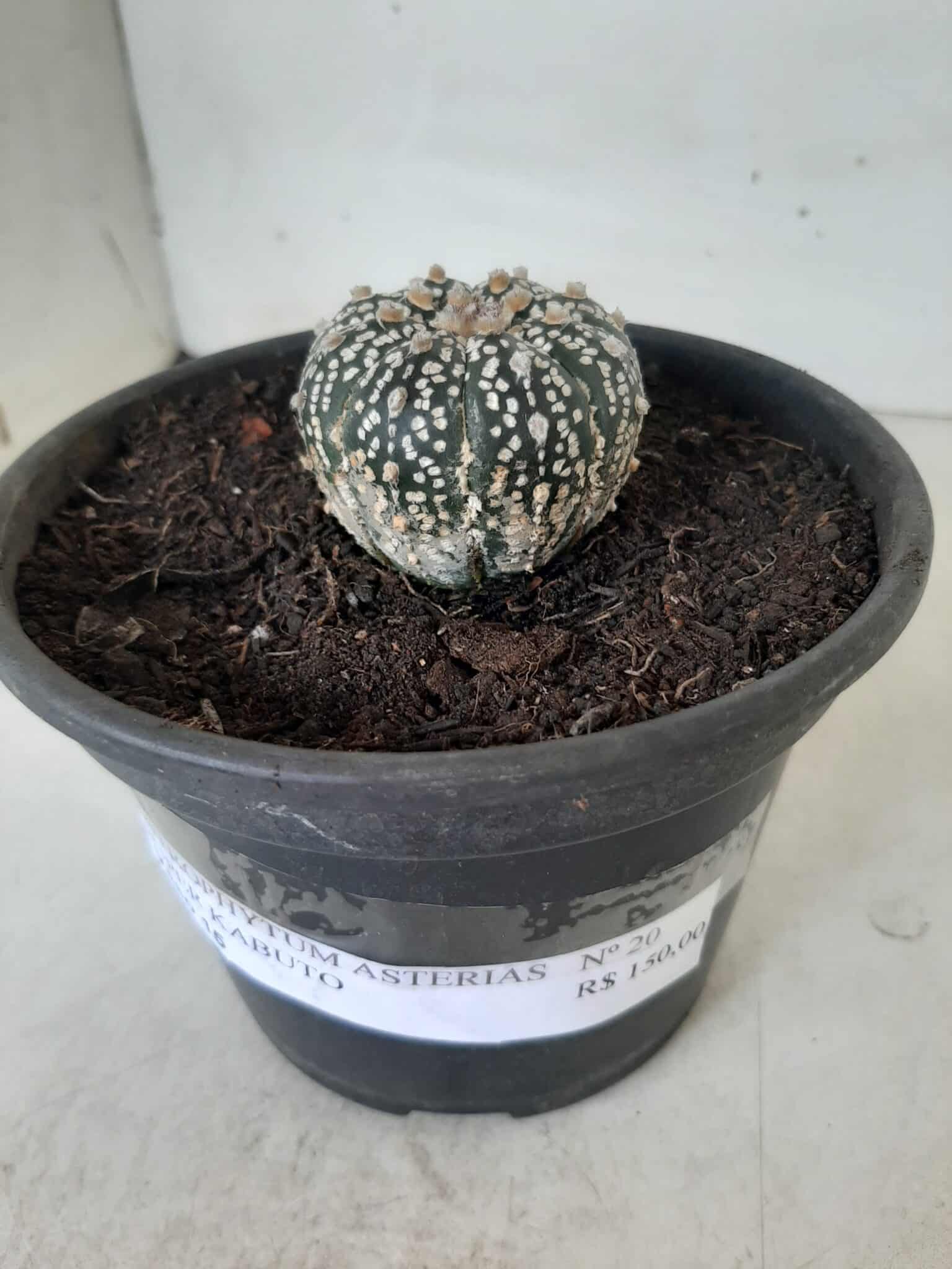 MATRIZ ASTROPHYTUM ASTERIAS SUPER KABUTO  Nº 20 - vaso 15