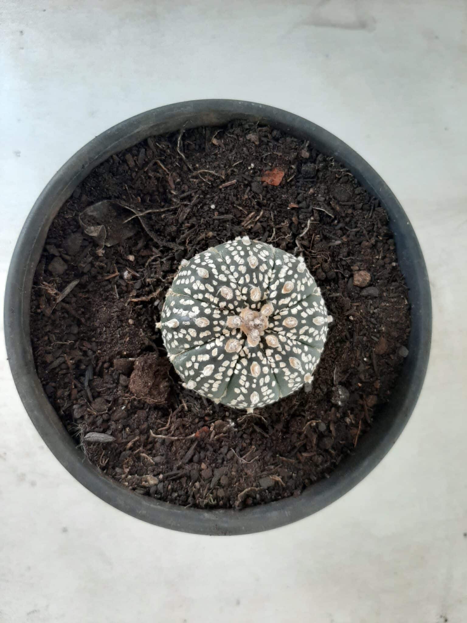 MATRIZ ASTROPHYTUM ASTERIAS SUPER KABUTO  Nº 20 - vaso 15