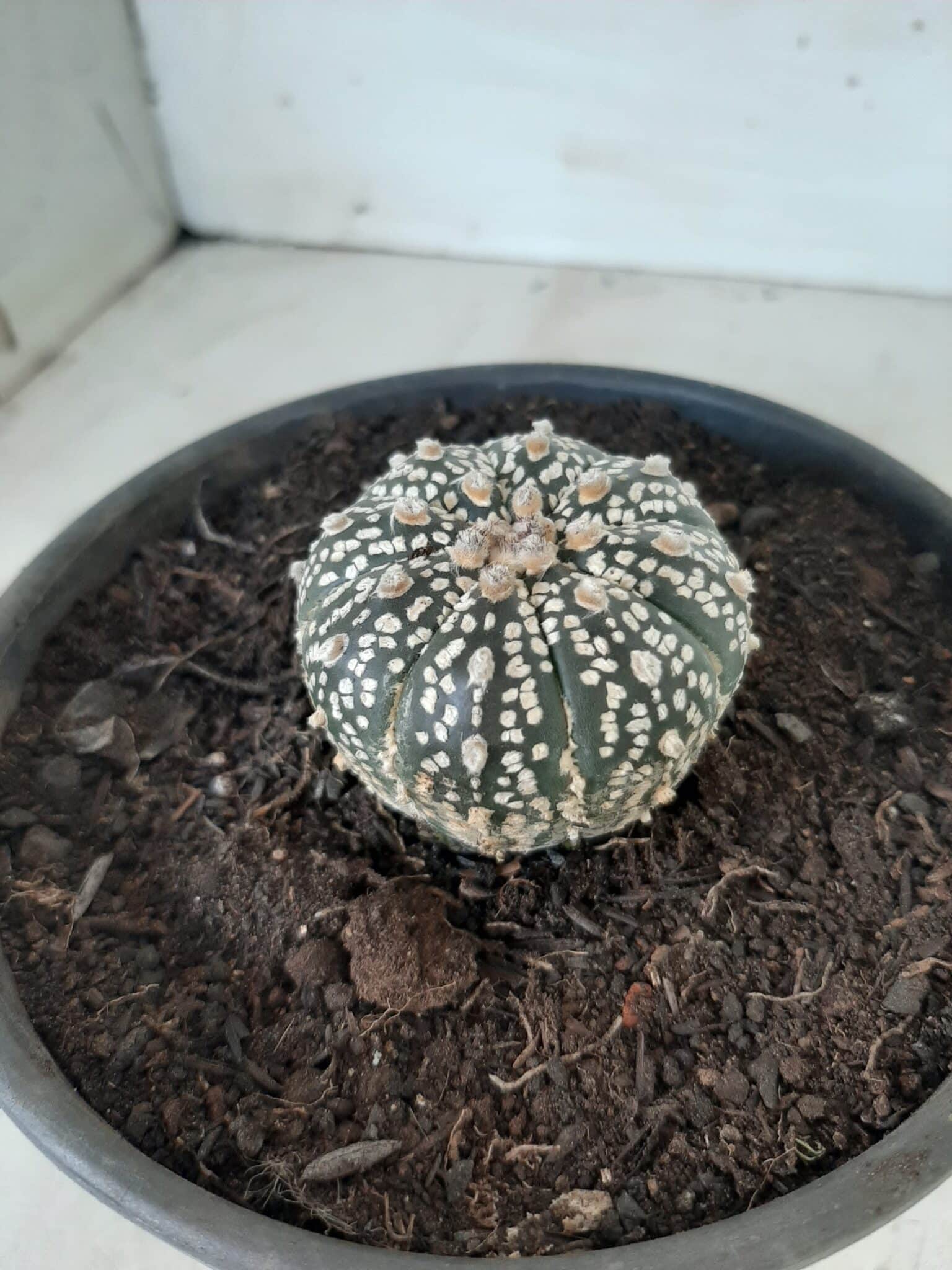 MATRIZ ASTROPHYTUM ASTERIAS SUPER KABUTO  Nº 20 - vaso 15