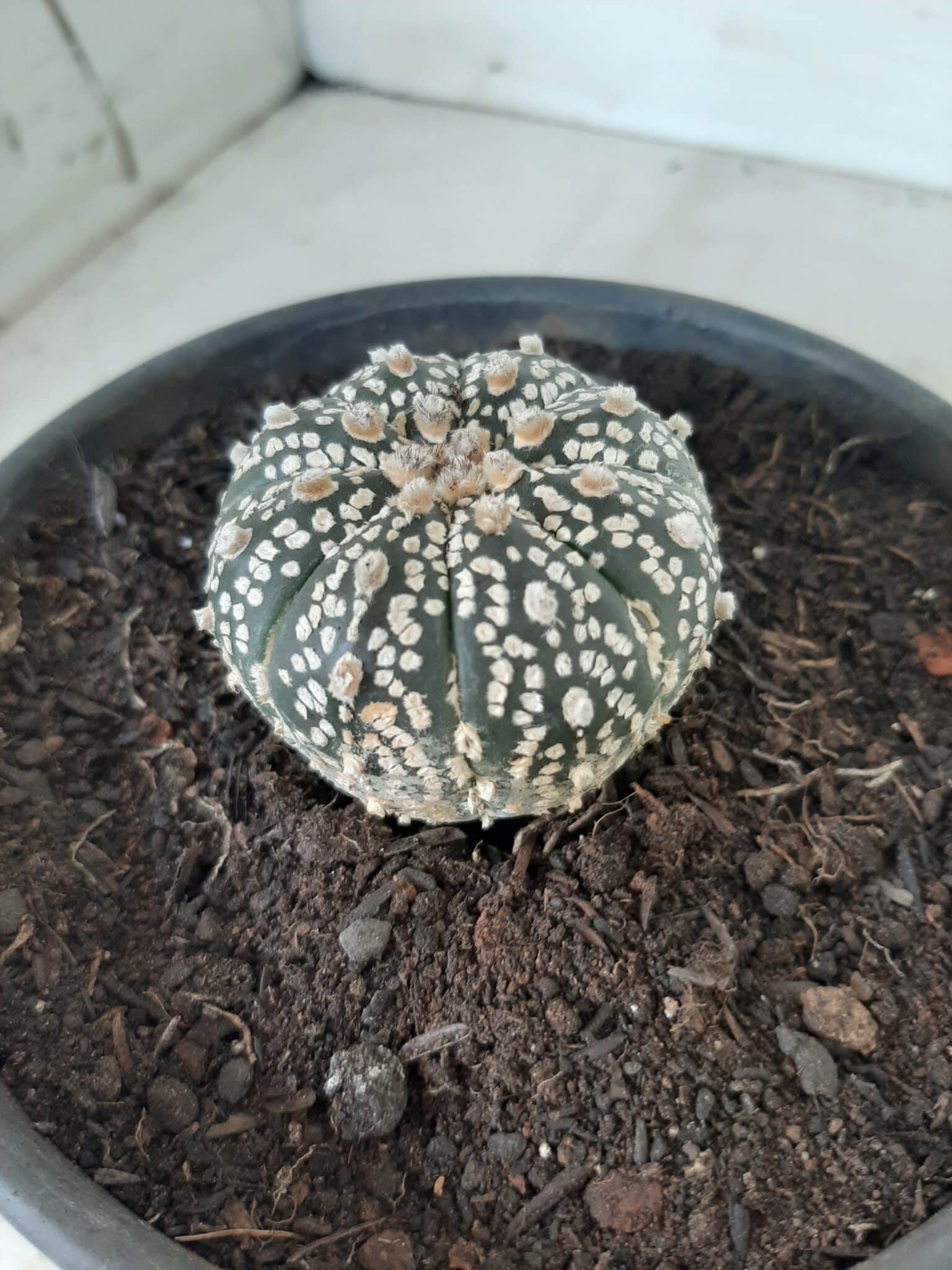 MATRIZ ASTROPHYTUM ASTERIAS SUPER KABUTO  Nº 20 - vaso 15
