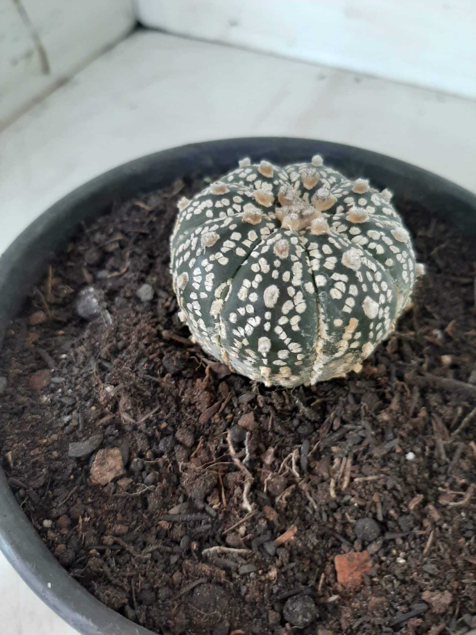 MATRIZ ASTROPHYTUM ASTERIAS SUPER KABUTO  Nº 20 - vaso 15