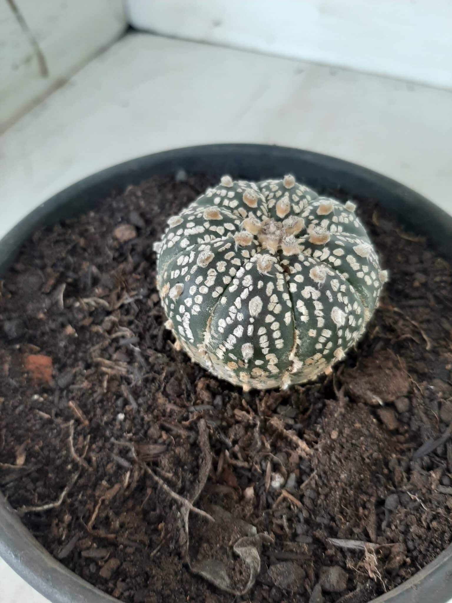 MATRIZ ASTROPHYTUM ASTERIAS SUPER KABUTO  Nº 20 - vaso 15