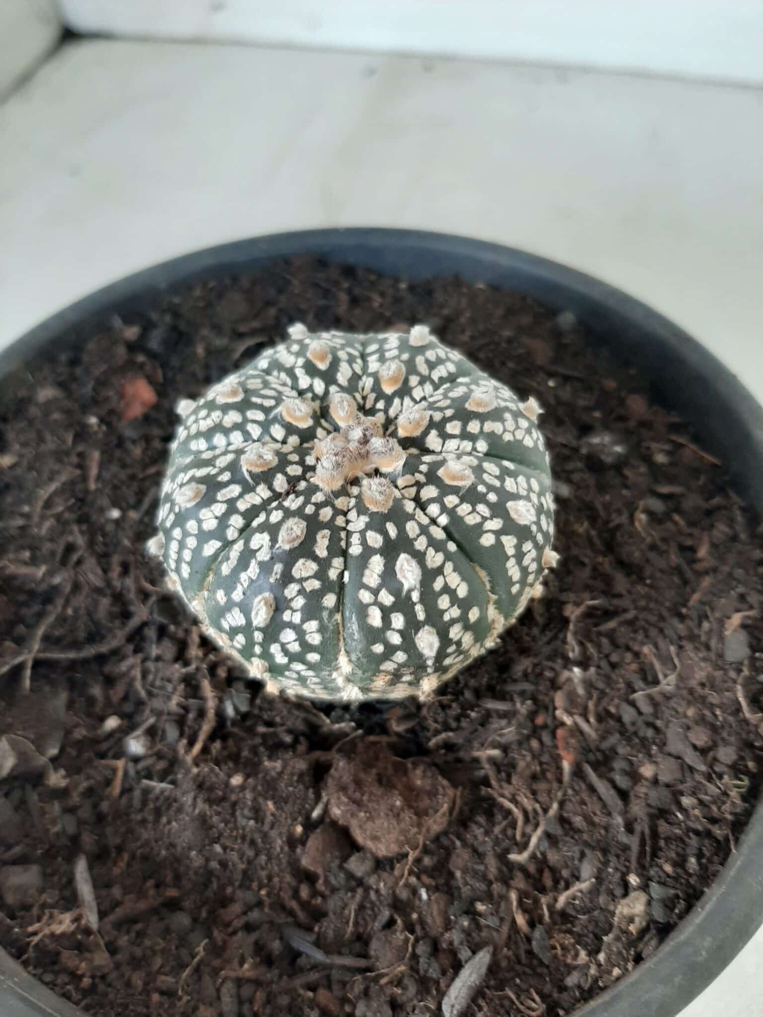 MATRIZ ASTROPHYTUM ASTERIAS SUPER KABUTO  Nº 20 - vaso 15
