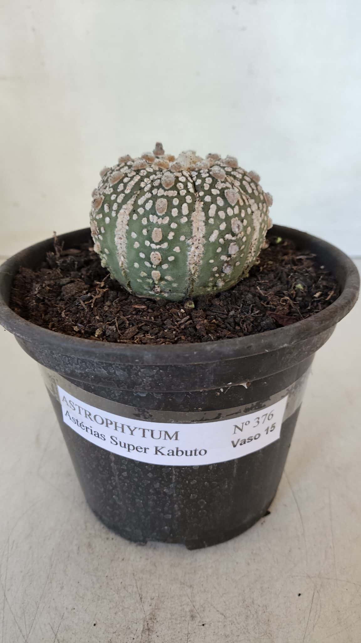 MATRIZ ASTROPHYTUM ASTERIAS SUPER KABUTO  Nº 376 - vaso 15