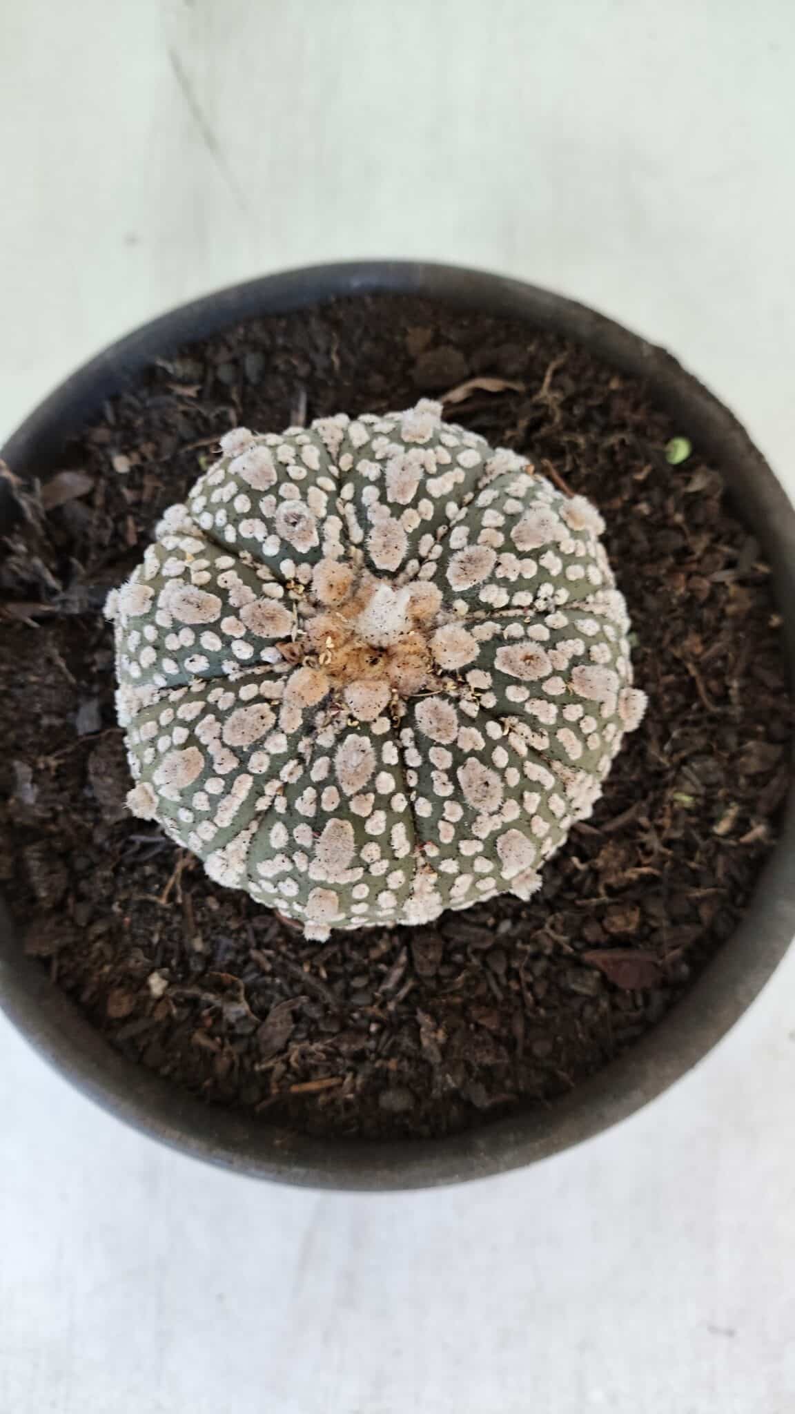 MATRIZ ASTROPHYTUM ASTERIAS SUPER KABUTO  Nº 376 - vaso 15