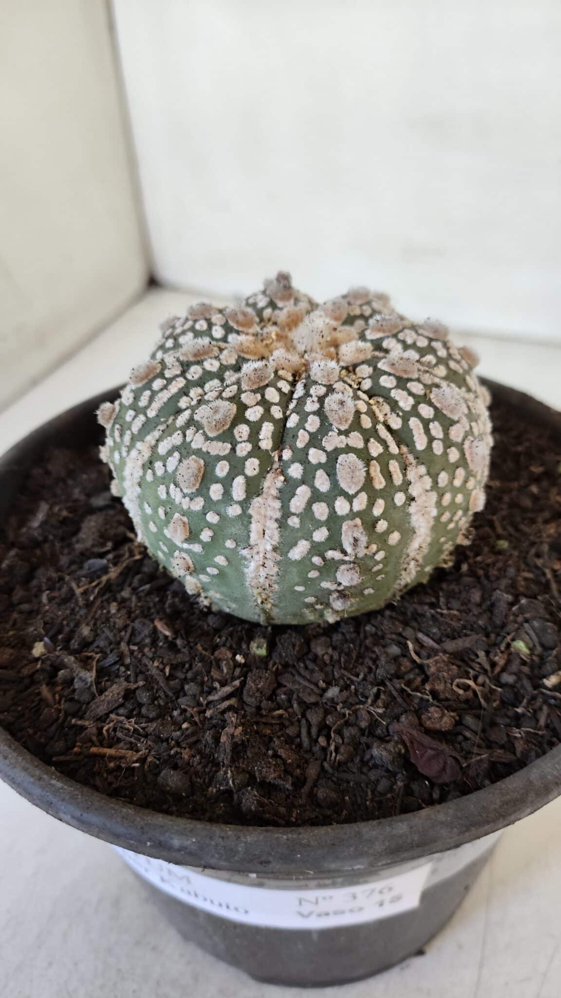 MATRIZ ASTROPHYTUM ASTERIAS SUPER KABUTO  Nº 376 - vaso 15