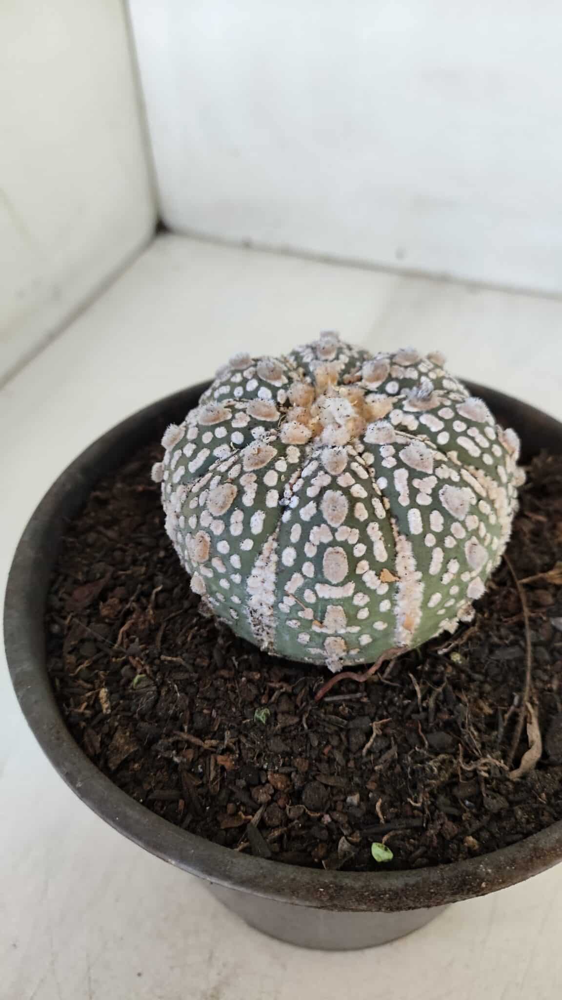 MATRIZ ASTROPHYTUM ASTERIAS SUPER KABUTO  Nº 376 - vaso 15